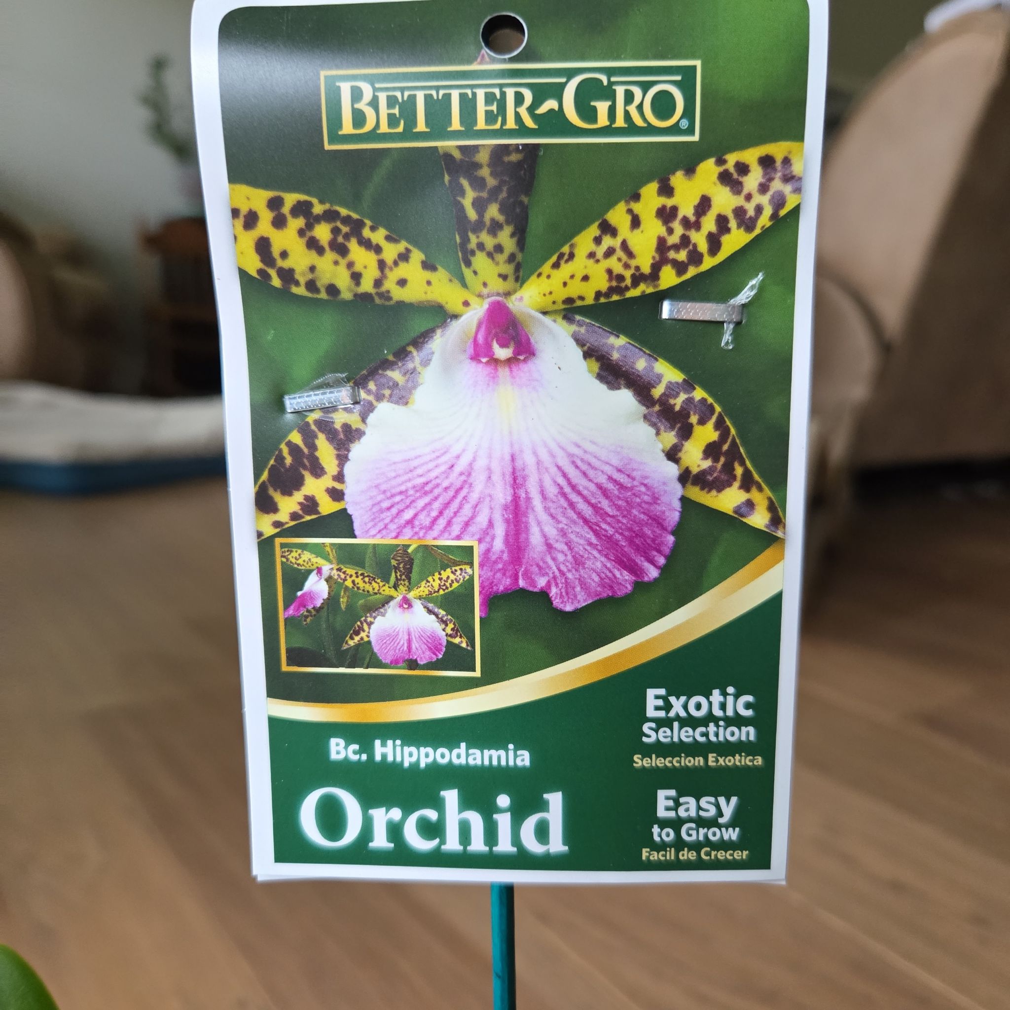 Plant care for Brassocattleya 'Hoku Gem Sun Spots' on Greg, the plant care app