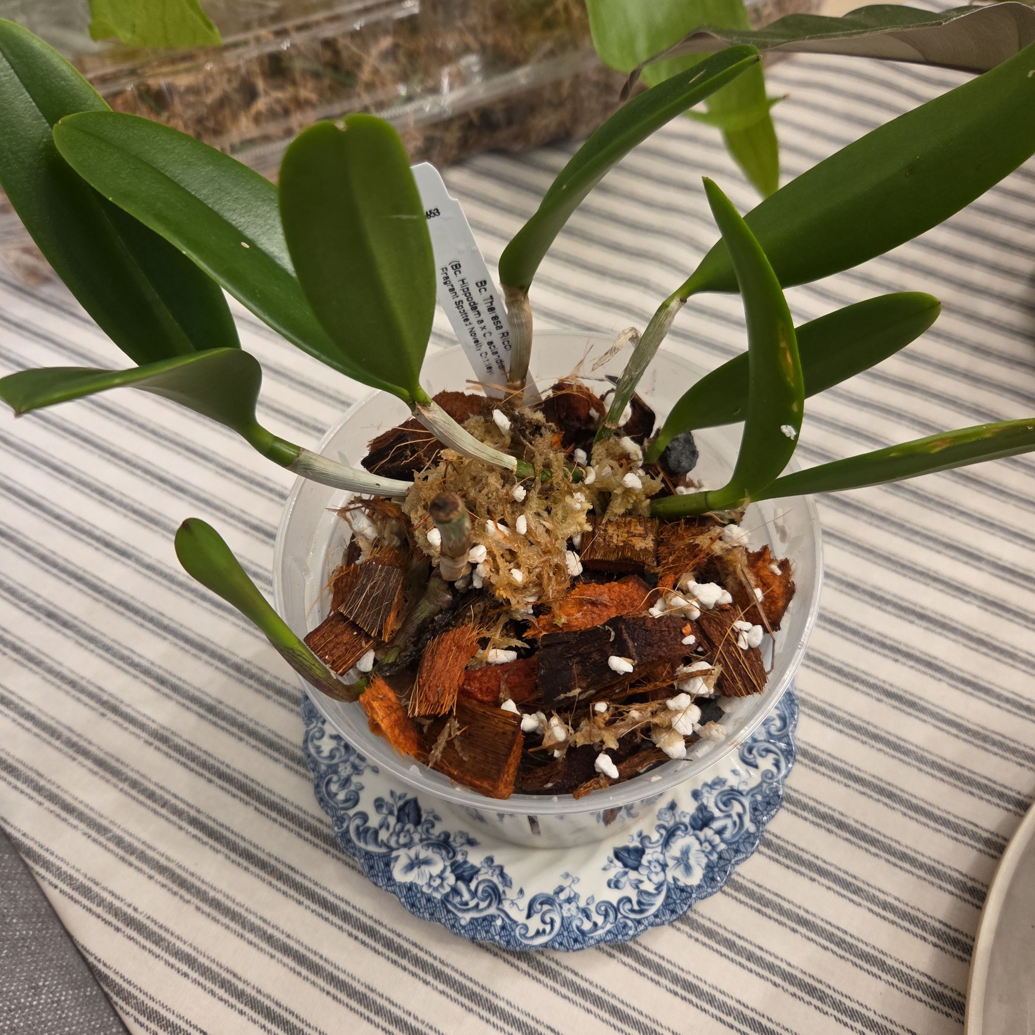 Photo of the plant species Brassocattleya 'Hippodamia' by @SuppleMoonglow named Theresa Ricci on Greg, the plant care app