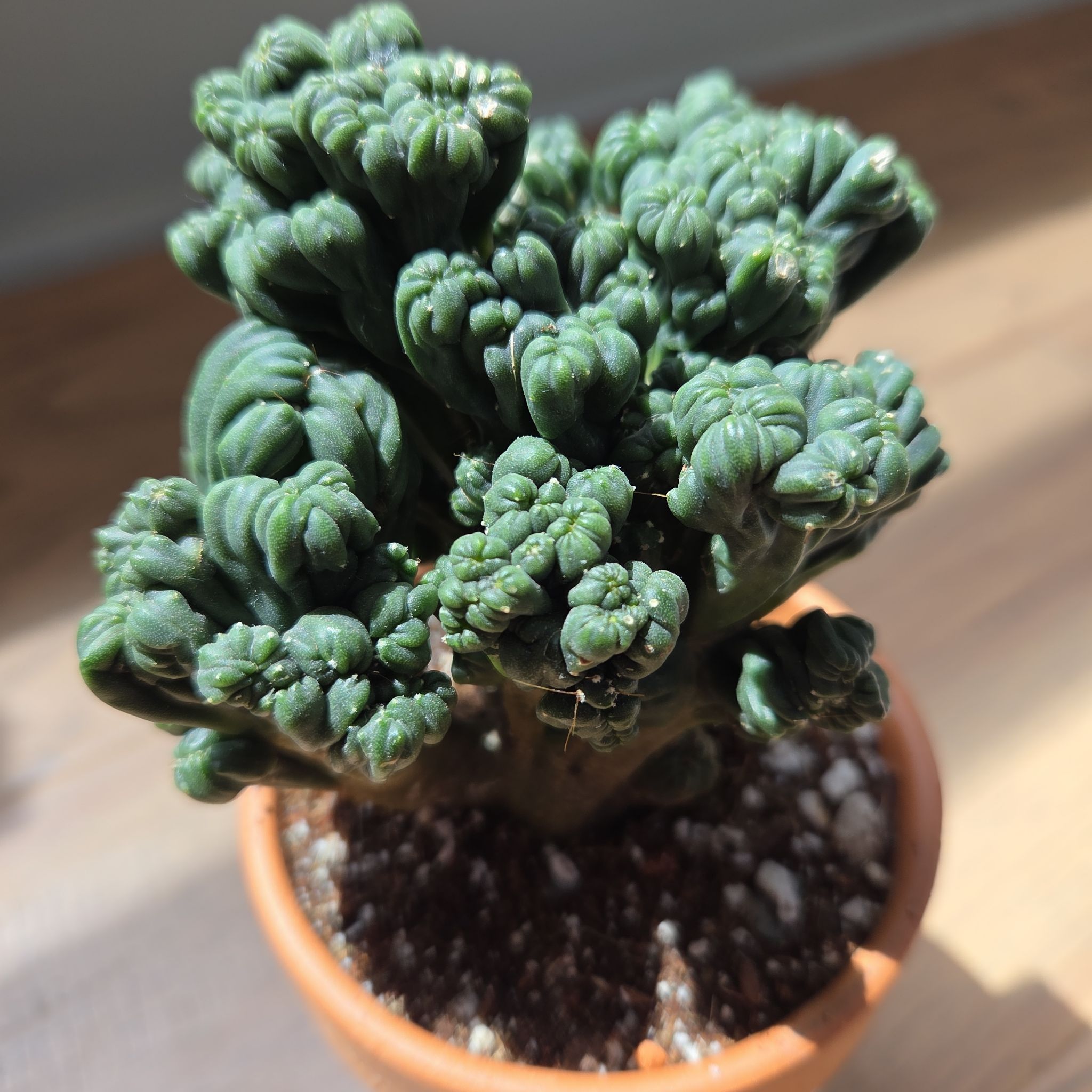 Photo of the plant species Crested Ming Thing by @SuppleMoonglow named Ming on Greg, the plant care app