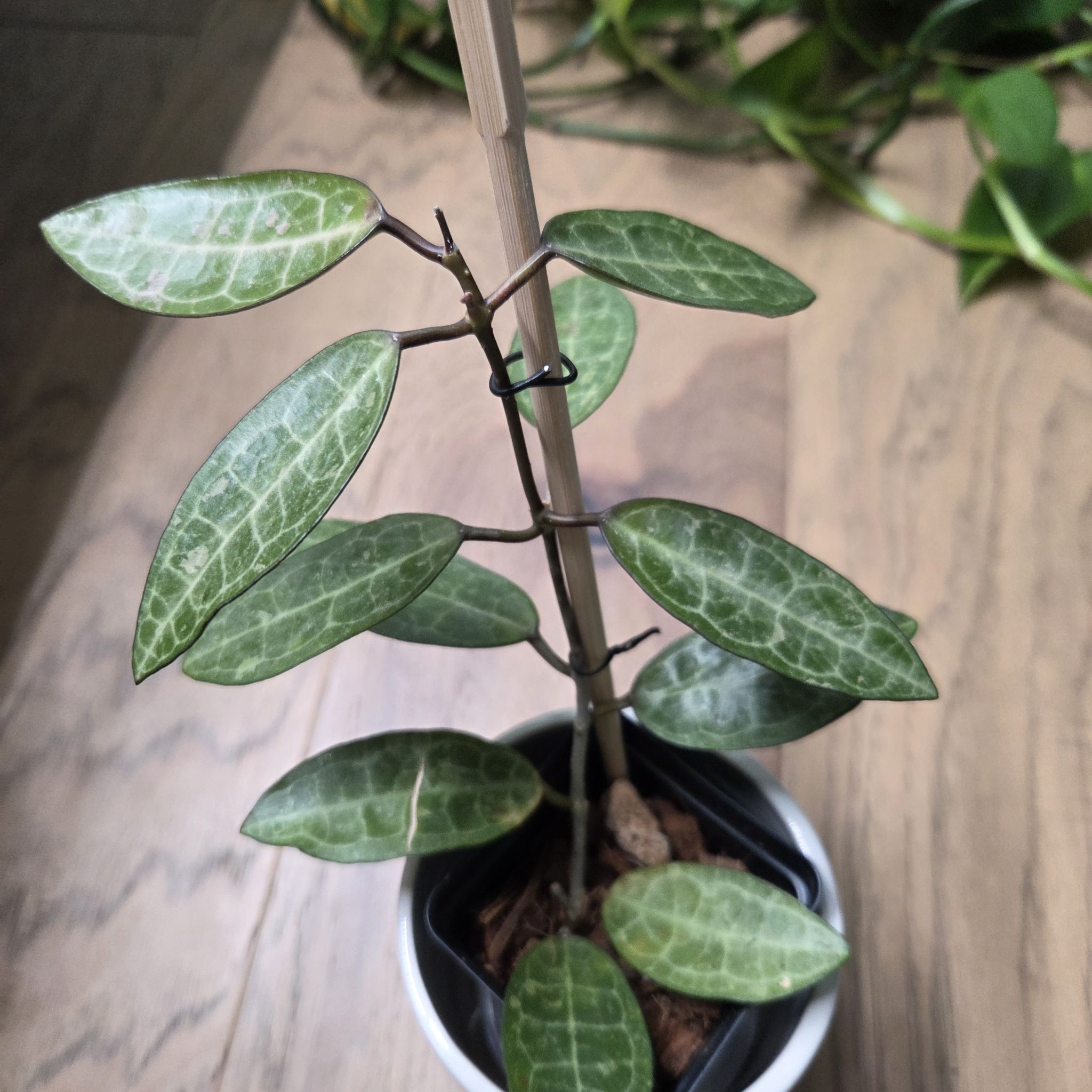 Photo of the plant species Hoya elliptica by @SuppleMoonglow named Ellie on Greg, the plant care app