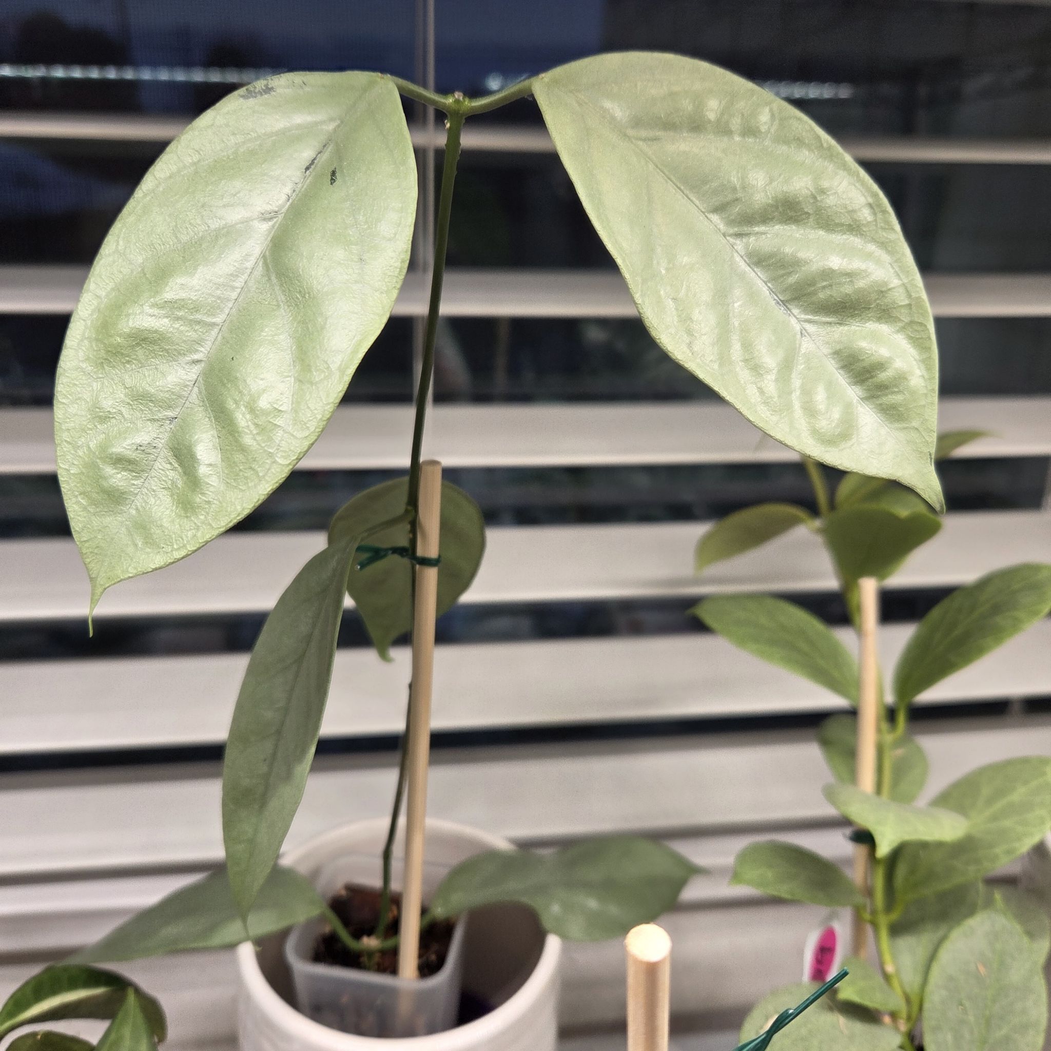 Photo of the plant species Hoya coriacea 'Silver' by @SuppleMoonglow named Corrine on Greg, the plant care app