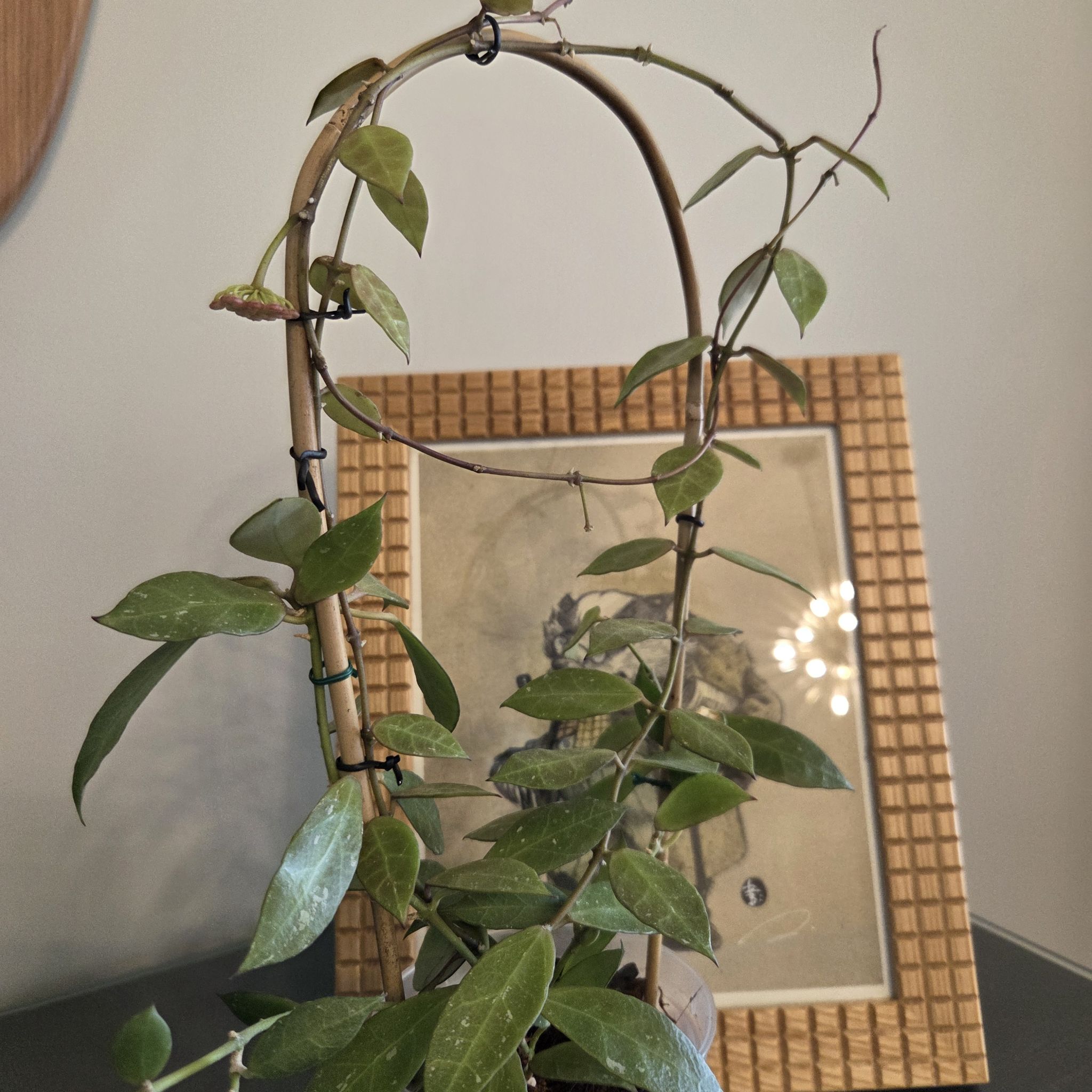 Photo of the plant species Hoya 'Rebecca' by @SuppleMoonglow named Rebecca on Greg, the plant care app