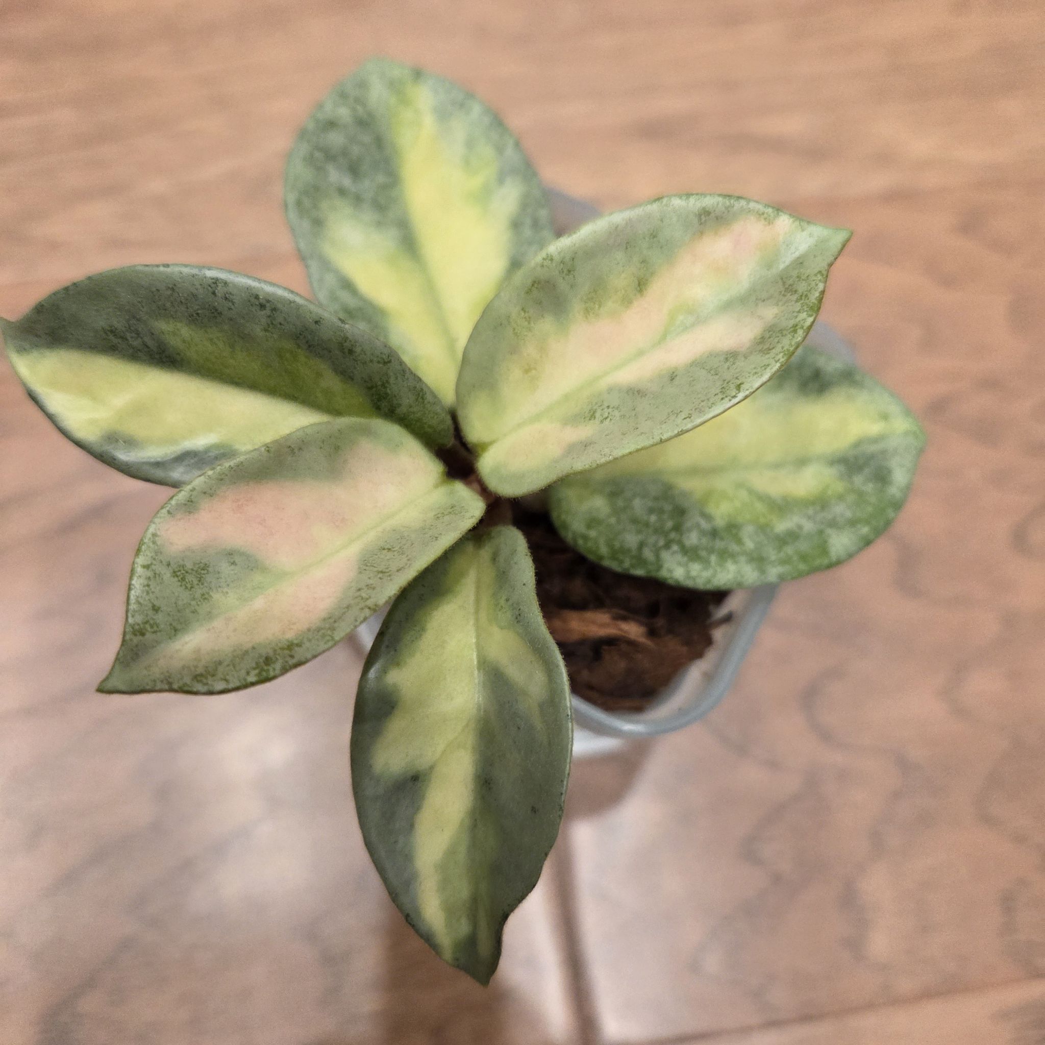 Photo of the plant species Hoya Argentea Princess by @SuppleMoonglow named Maya on Greg, the plant care app