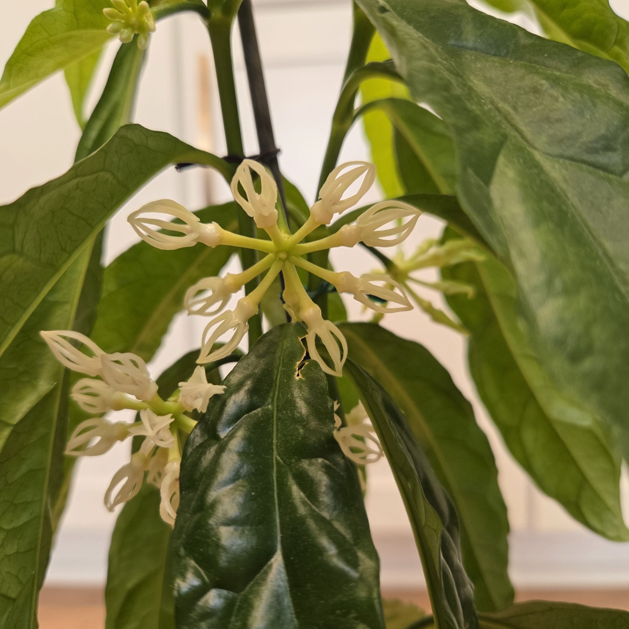 Photo of the plant species Hoya decipulae by @SuppleMoonglow named *Martha on Greg, the plant care app