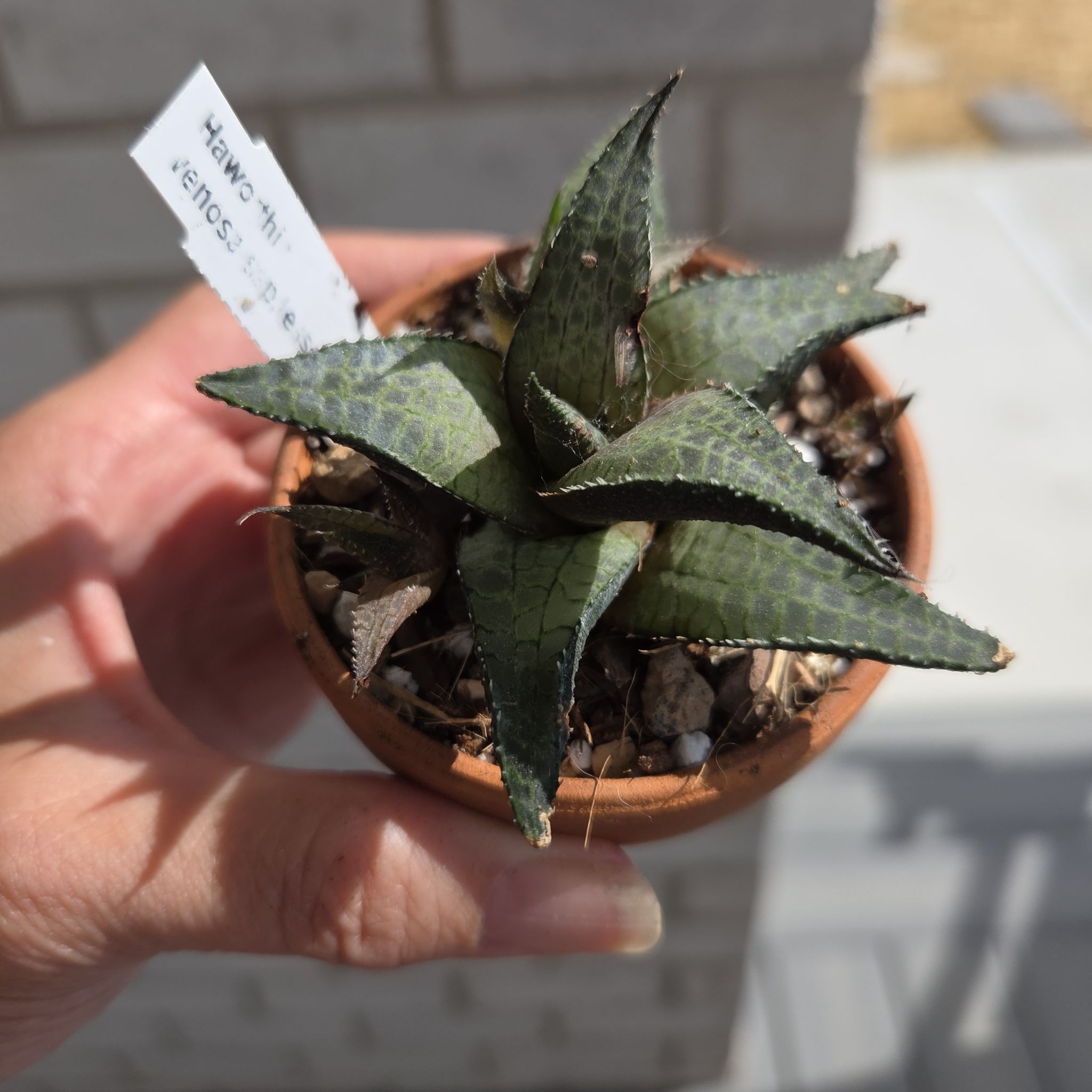 Photo of the plant species Haworthia venosa by @SuppleMoonglow named Jesselata on Greg, the plant care app