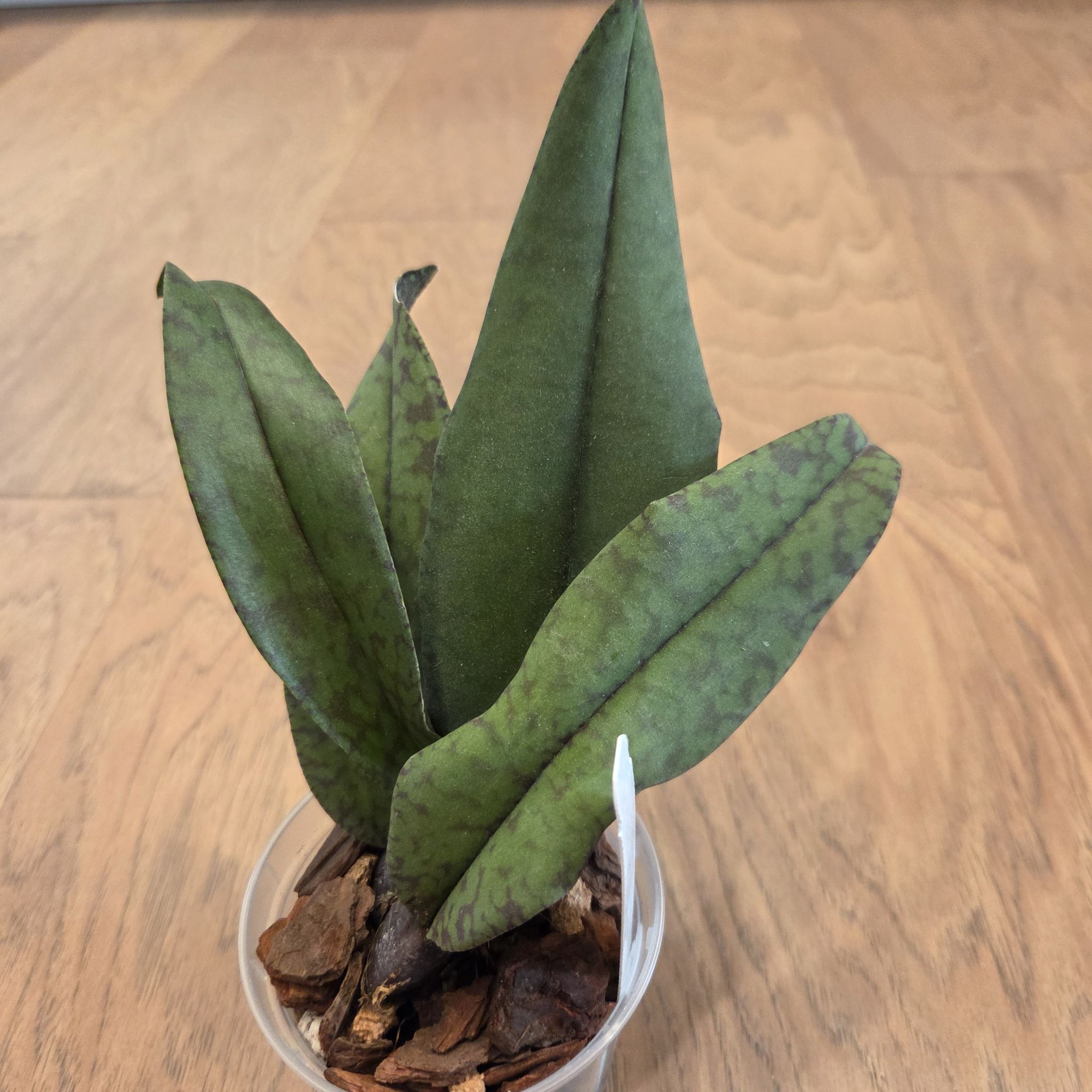 Photo of the plant species Psychopsis mendenhall 'Hildos' by @SuppleMoonglow named Hilda on Greg, the plant care app