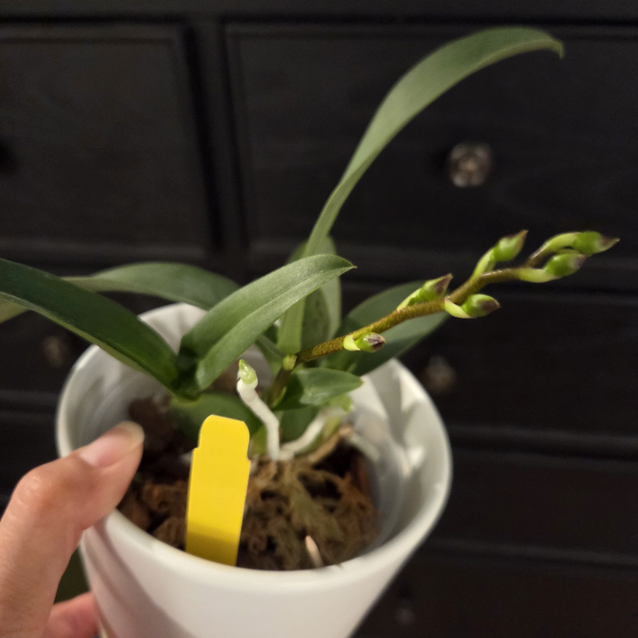 Photo of the plant species Oncidium Jiaho Queen by @SuppleMoonglow named *Gamora on Greg, the plant care app