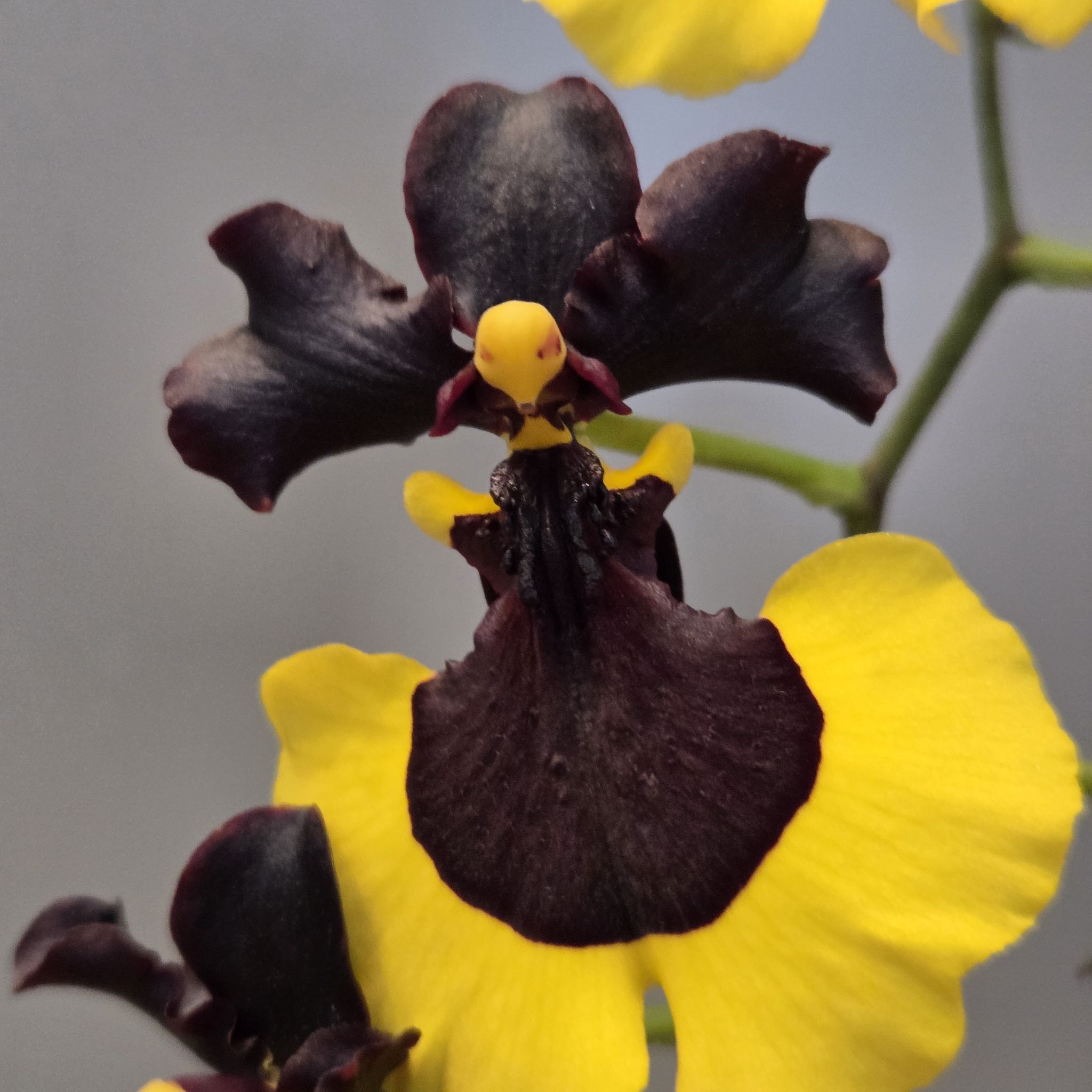 Photo of the plant species Oncidium Jiaho Queen by @SuppleMoonglow named *Gamora on Greg, the plant care app