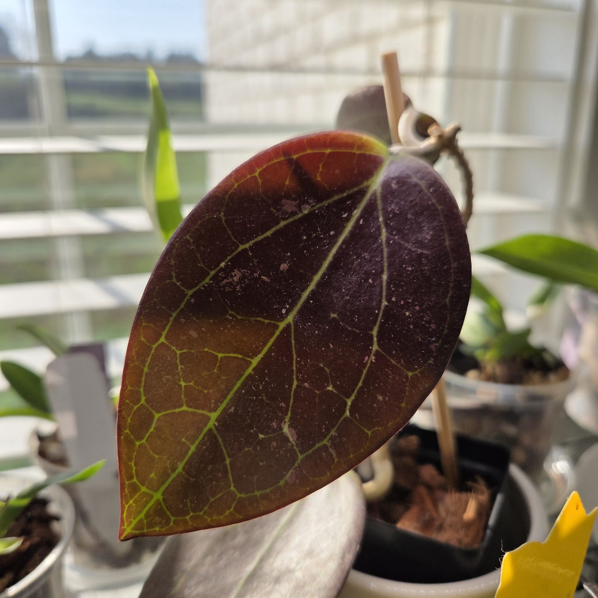 Photo of the plant species Hoya AH 'Black Magic' by @SuppleMoonglow named David Blaine on Greg, the plant care app