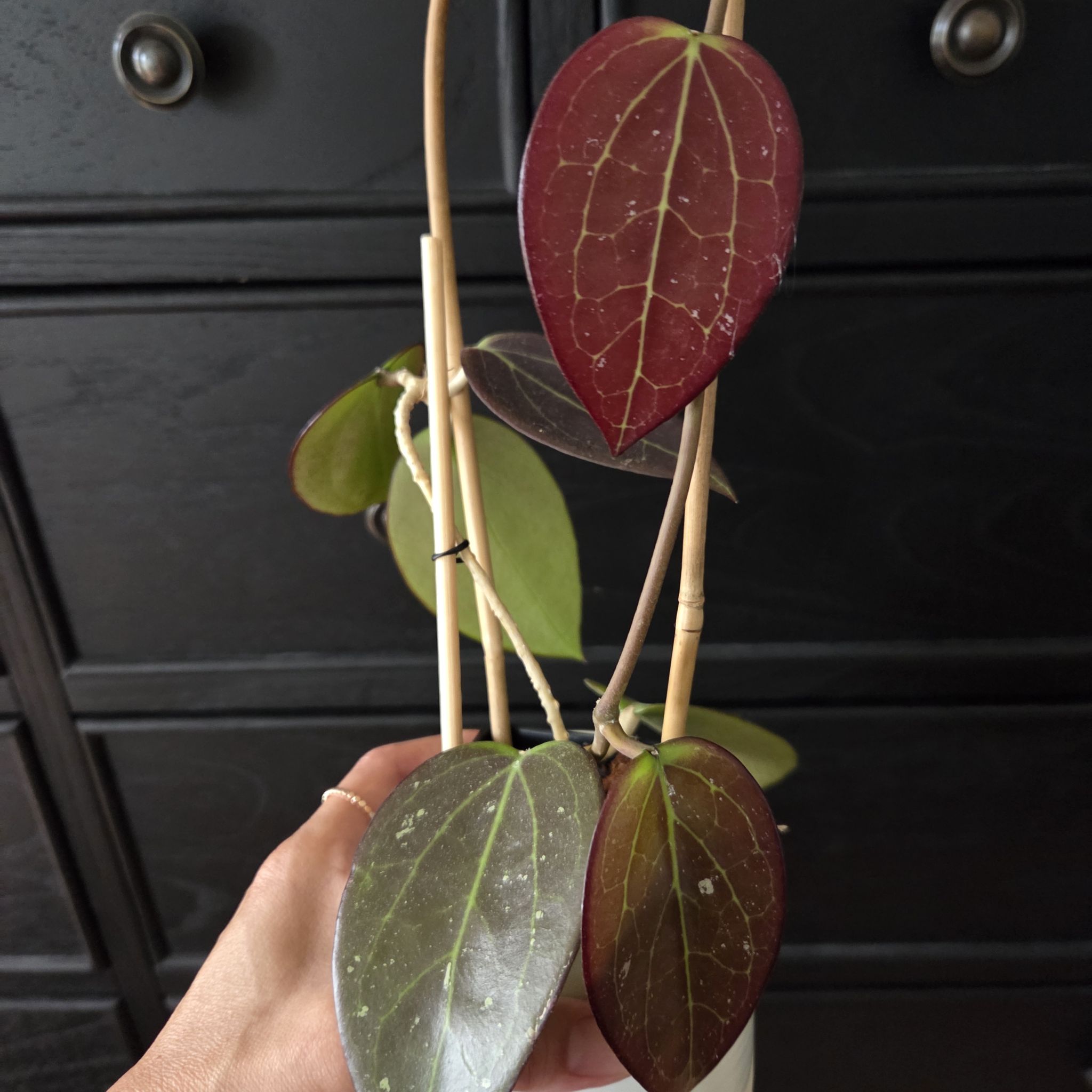 Photo of the plant species Hoya AH 'Black Magic' by @SuppleMoonglow named David Blaine on Greg, the plant care app