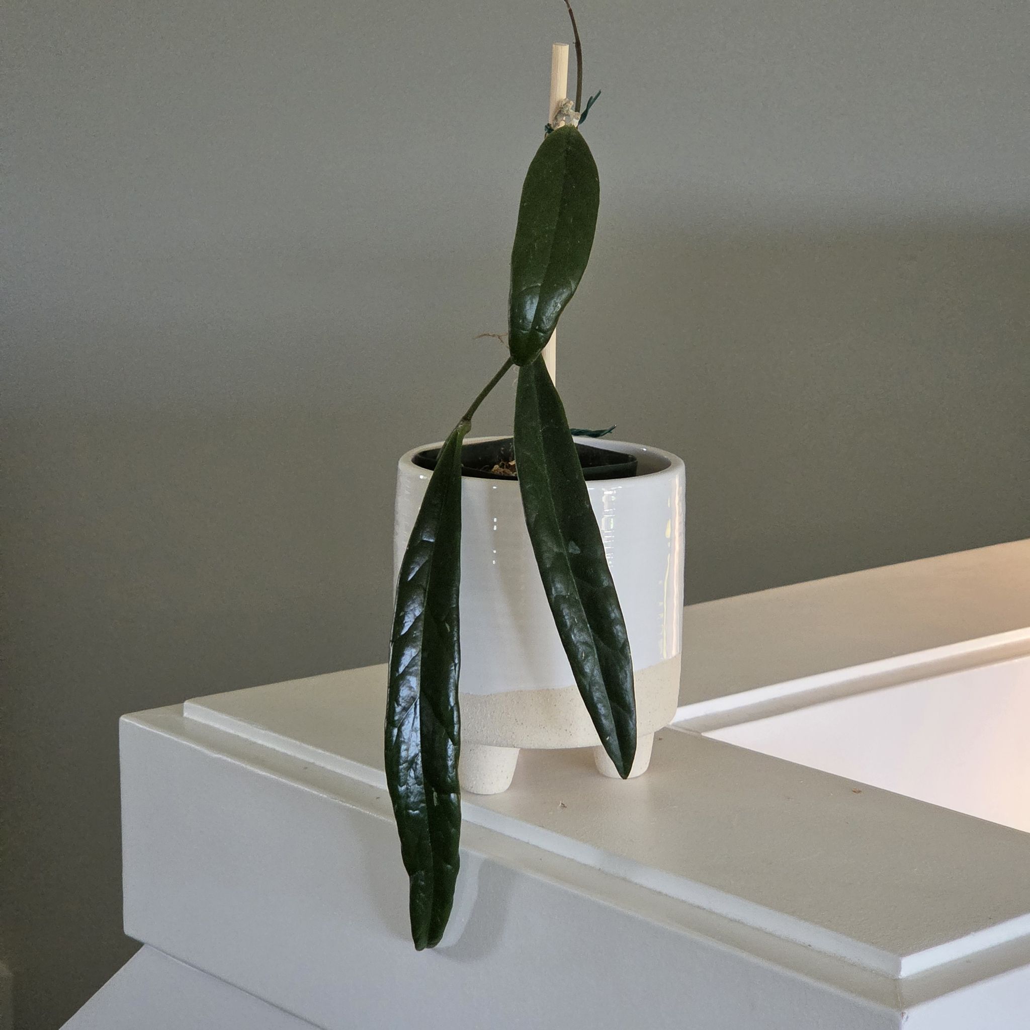 Photo of the plant species Hoya sulawesiana by @SuppleMoonglow named Anna on Greg, the plant care app