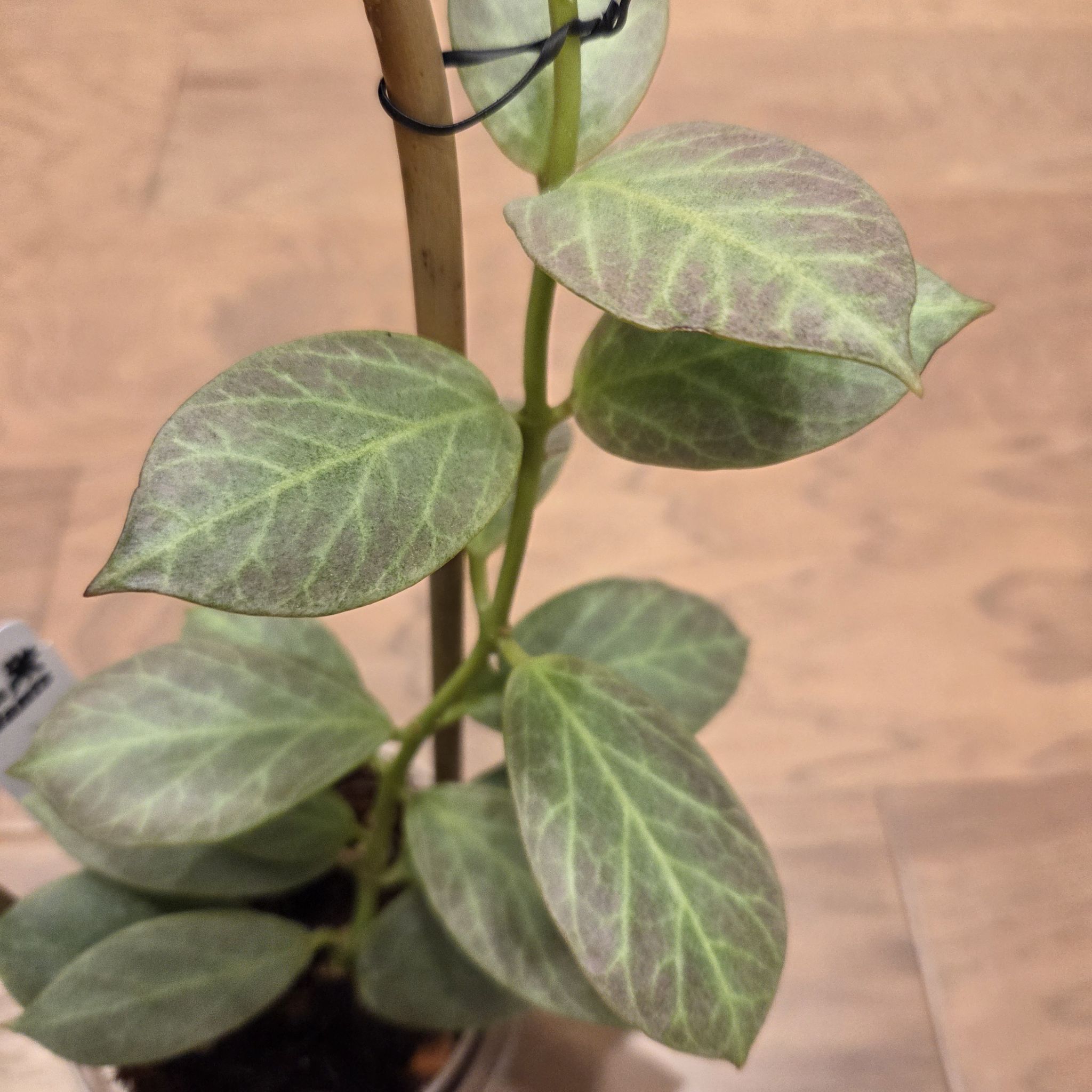 Photo of the plant species Hoya obscura 'Cryptic Chrome' by @SuppleMoonglow named Chris on Greg, the plant care app