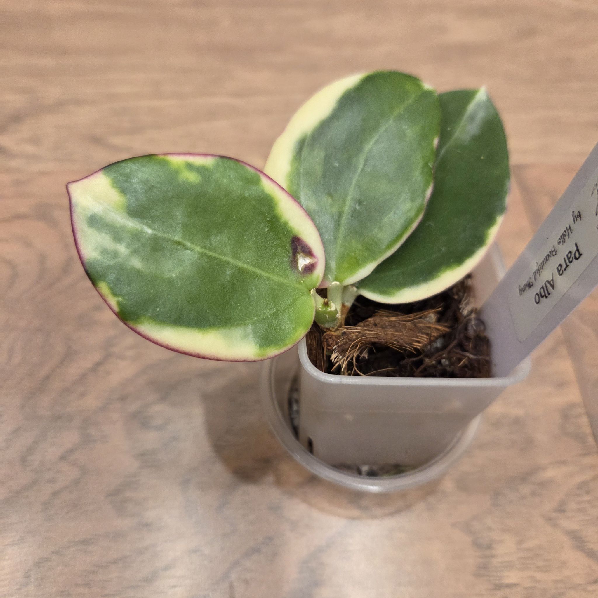 Photo of the plant species Hoya 'Para Albo' by @SuppleMoonglow named Sara on Greg, the plant care app