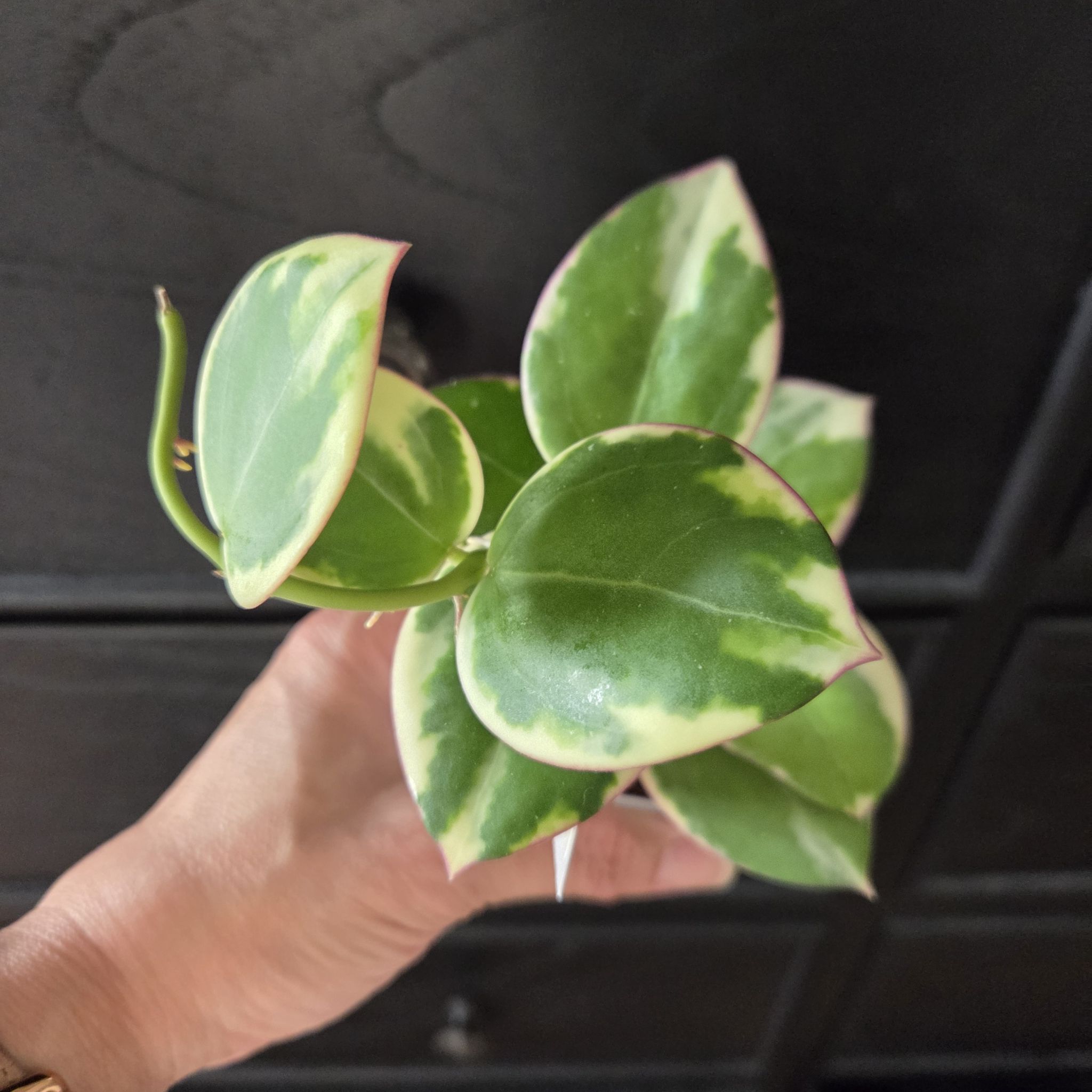 Photo of the plant species Hoya 'Para Albo' by @SuppleMoonglow named Sara on Greg, the plant care app
