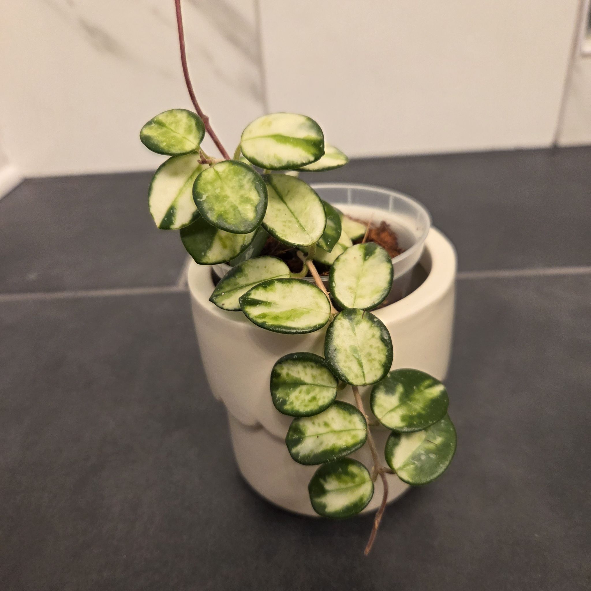 Photo of the plant species Hoya ‘Mathilde’ Inner Variegated by @SuppleMoonglow named Mathilde on Greg, the plant care app
