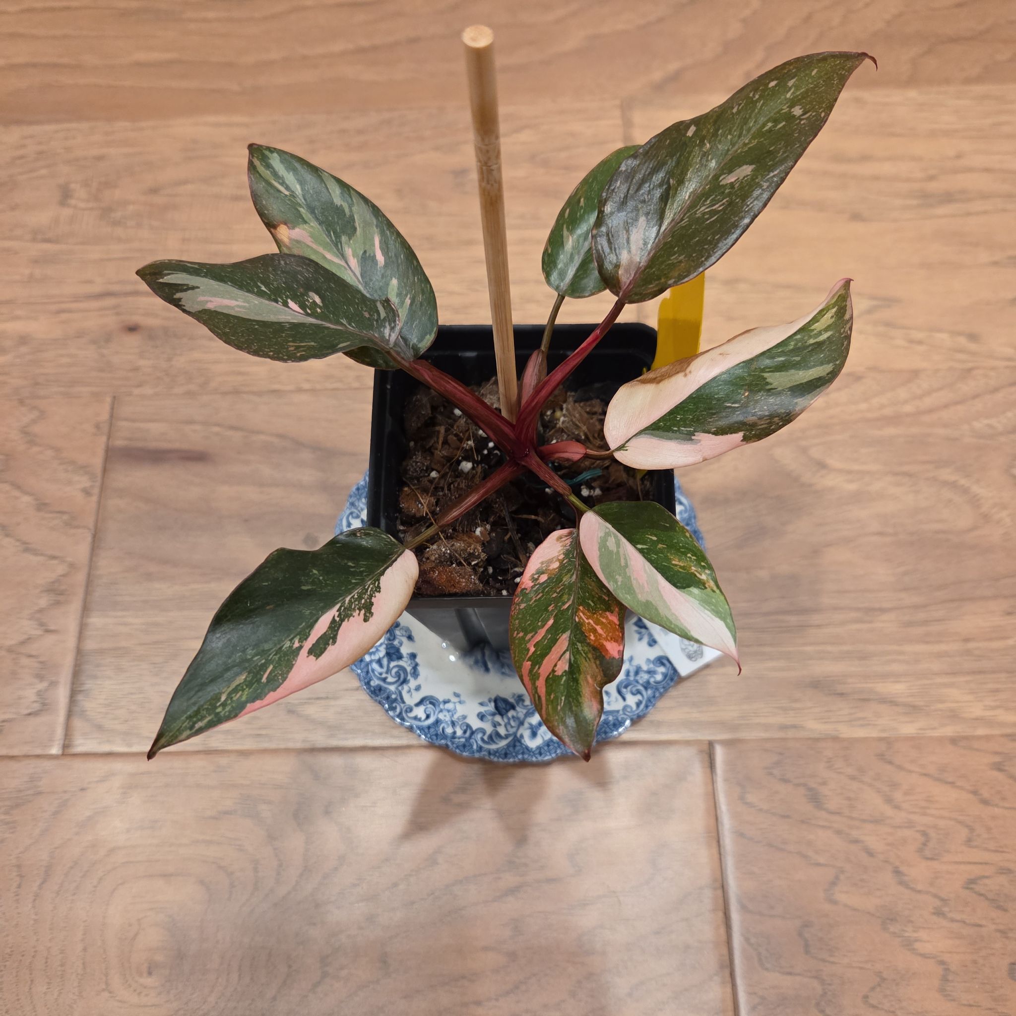 Photo of the plant species Philodendron 'Pink Princess Marble' by @SuppleMoonglow named Rizzo on Greg, the plant care app
