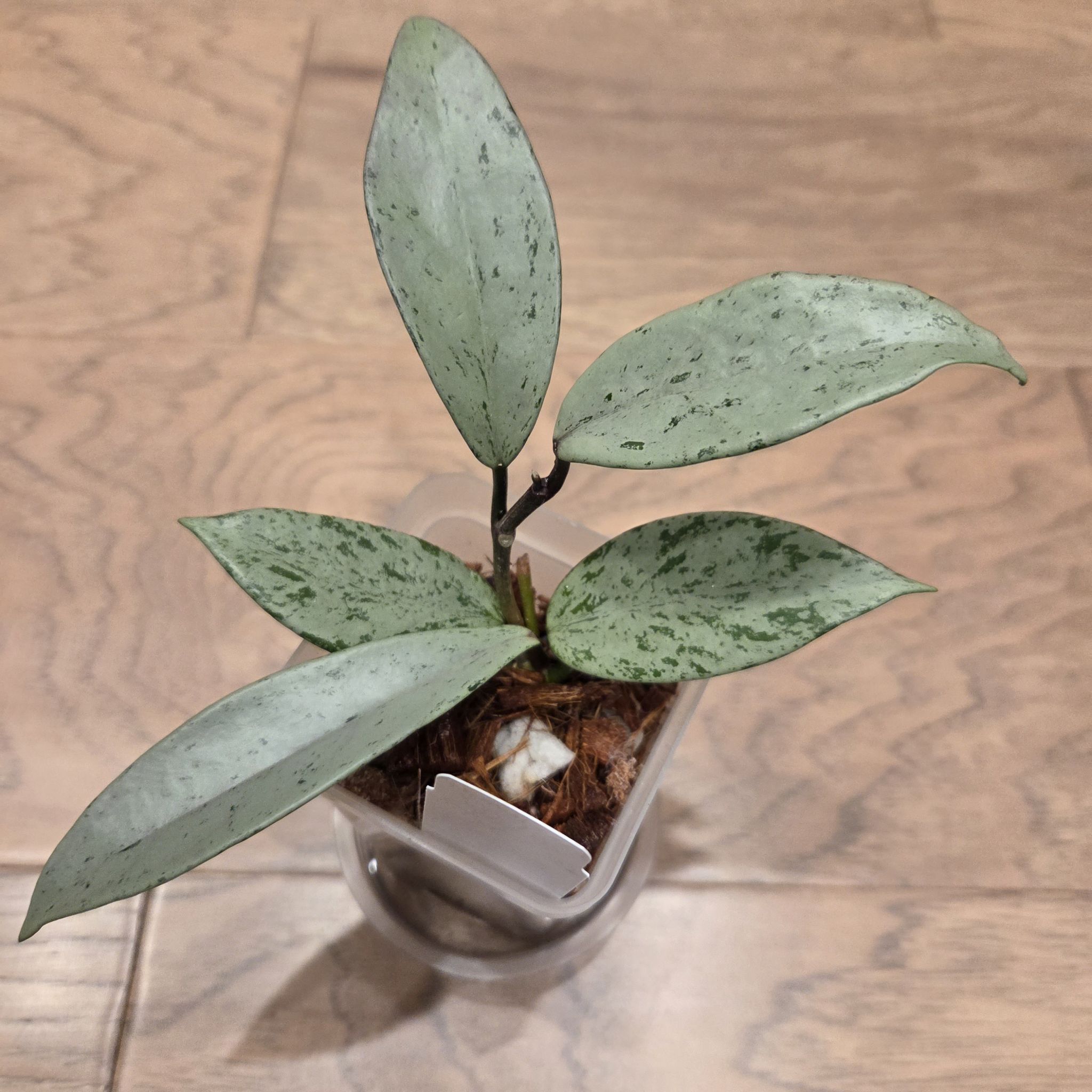 Photo of the plant species Hoya publicalyx 'Pink Silver Ghost' by @SuppleMoonglow named Kirby on Greg, the plant care app