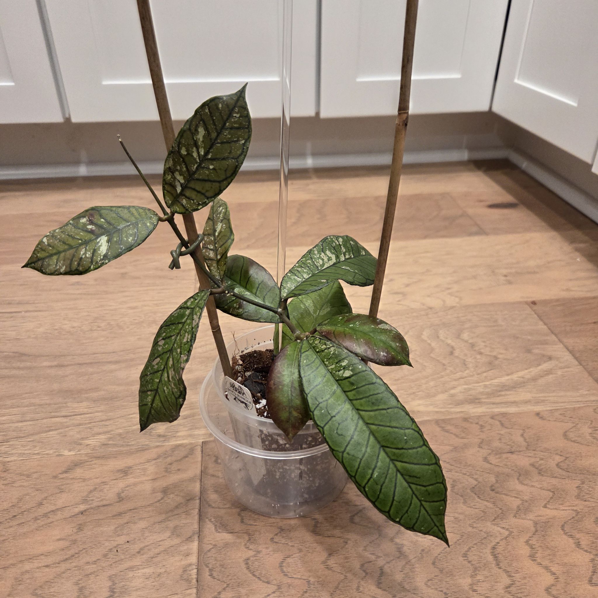 Photo of the plant species Hoya gunung gading ‘Ghost’ by @SuppleMoonglow named Gretchen on Greg, the plant care app