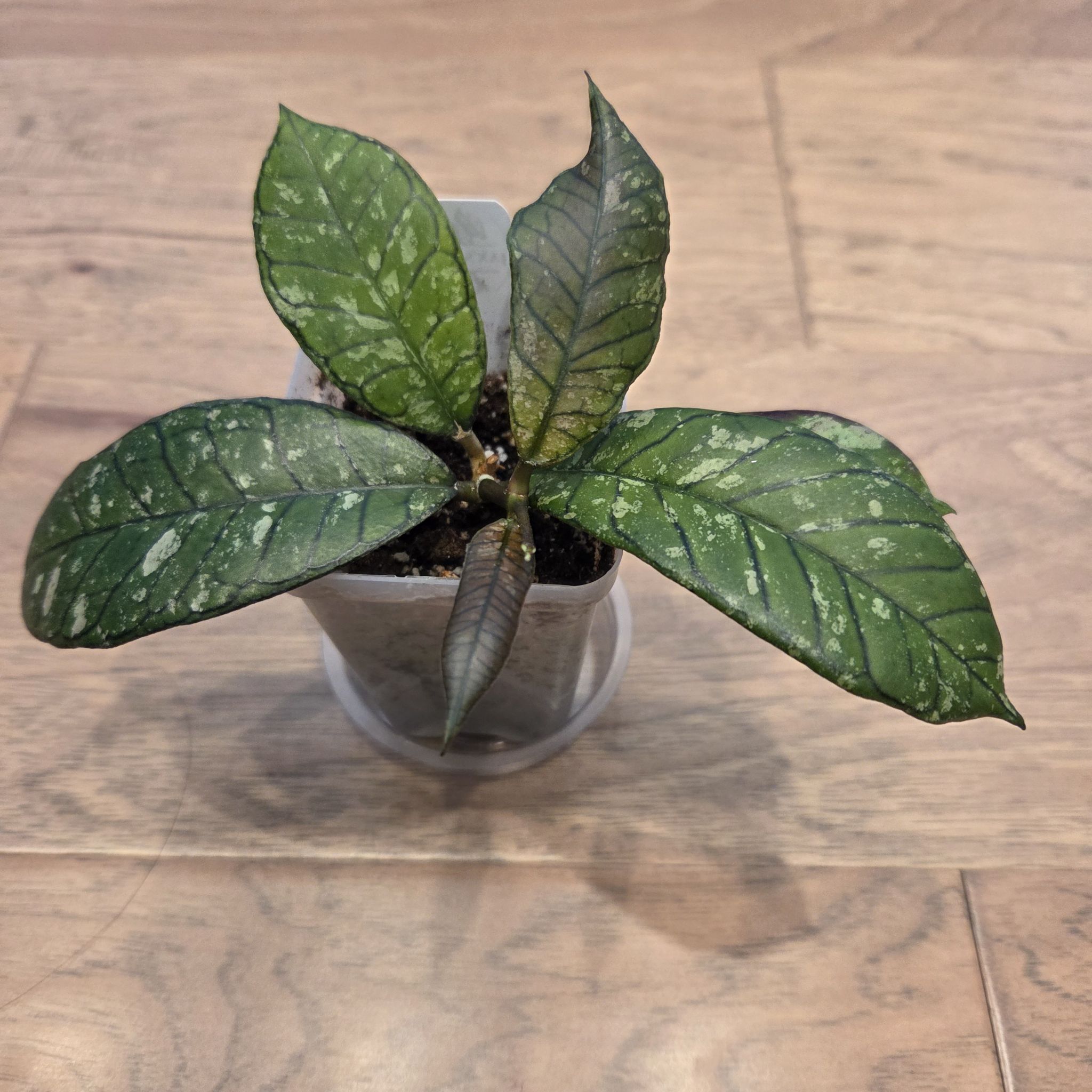 Photo of the plant species Hoya gunung gading ‘Ghost’ by @SuppleMoonglow named Gus on Greg, the plant care app