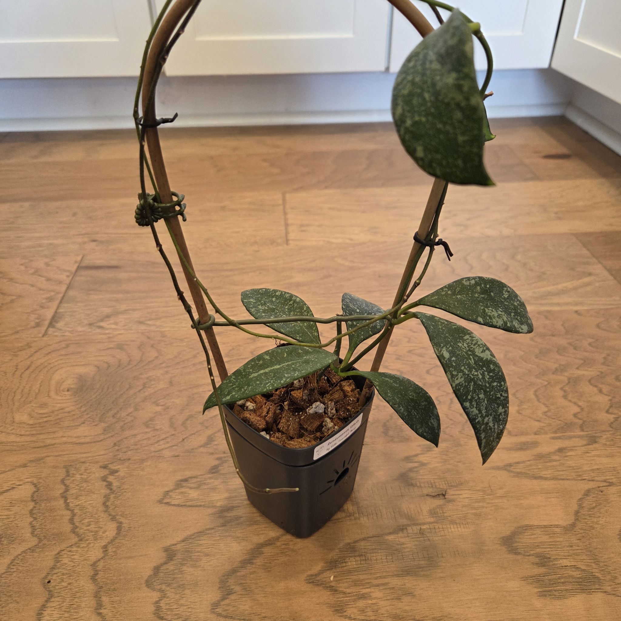 Photo of the plant species Hoya rundumensis by @SuppleMoonglow named Ruth on Greg, the plant care app