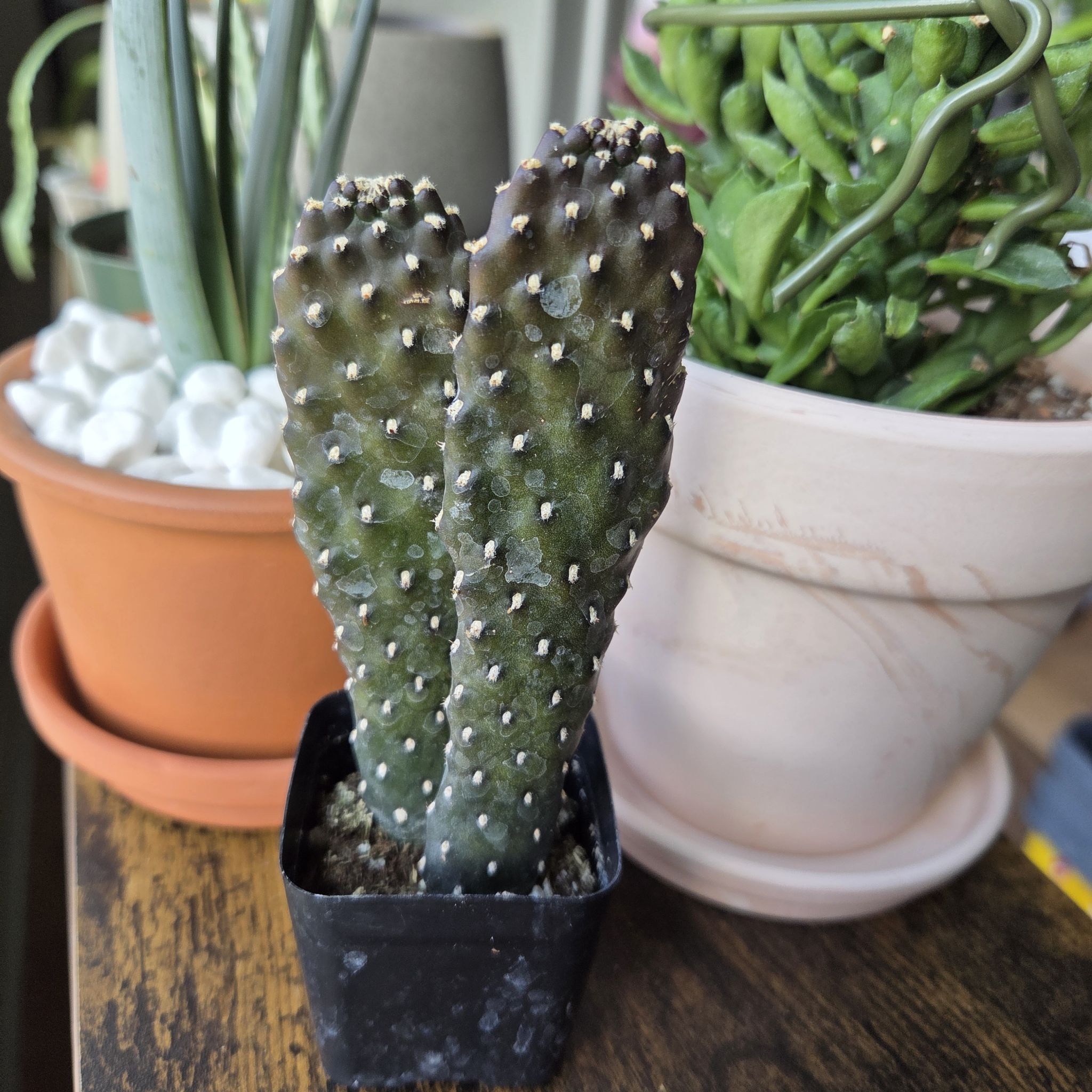 Photo of the plant species Opuntia 'Road Kill' by @SuppleMoonglow named Max on Greg, the plant care app