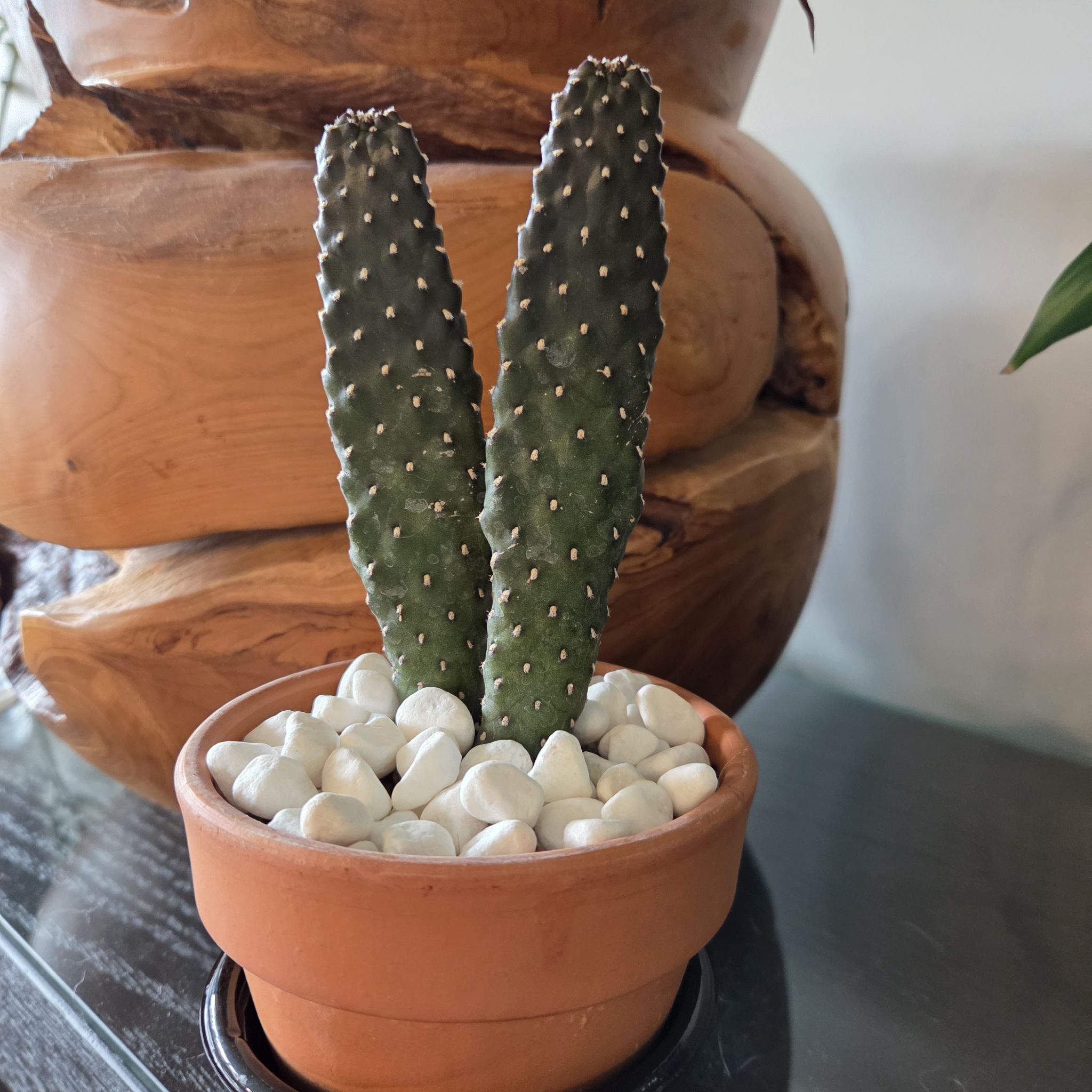 Photo of the plant species Opuntia 'Road Kill' by @SuppleMoonglow named Max on Greg, the plant care app