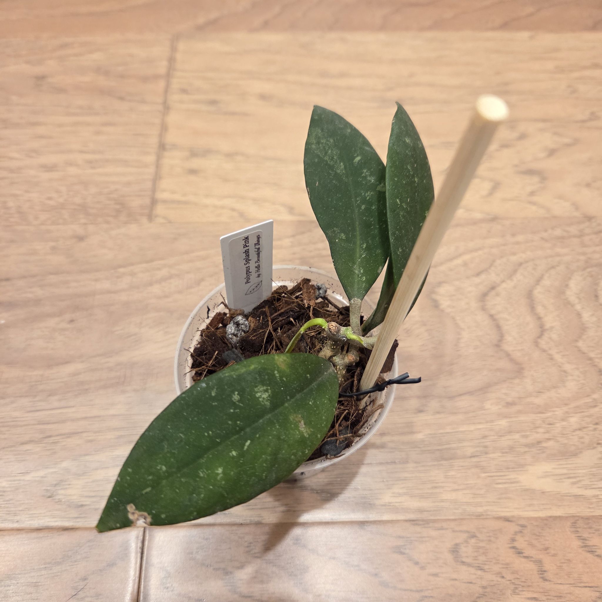 Photo of the plant species Hoya polypus ‘Splash’ by @SuppleMoonglow named Paula on Greg, the plant care app