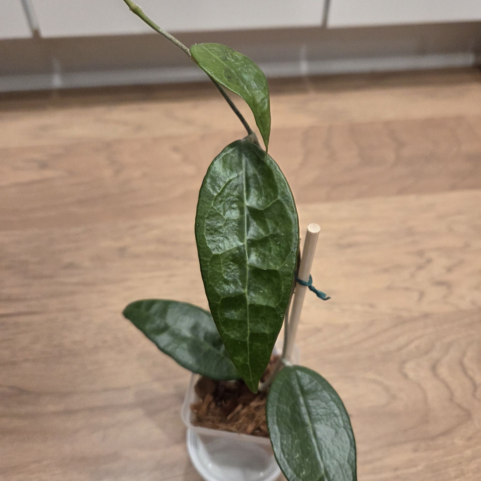 Photo of the plant species Hoya 'AH250' by @SuppleMoonglow named 250 on Greg, the plant care app