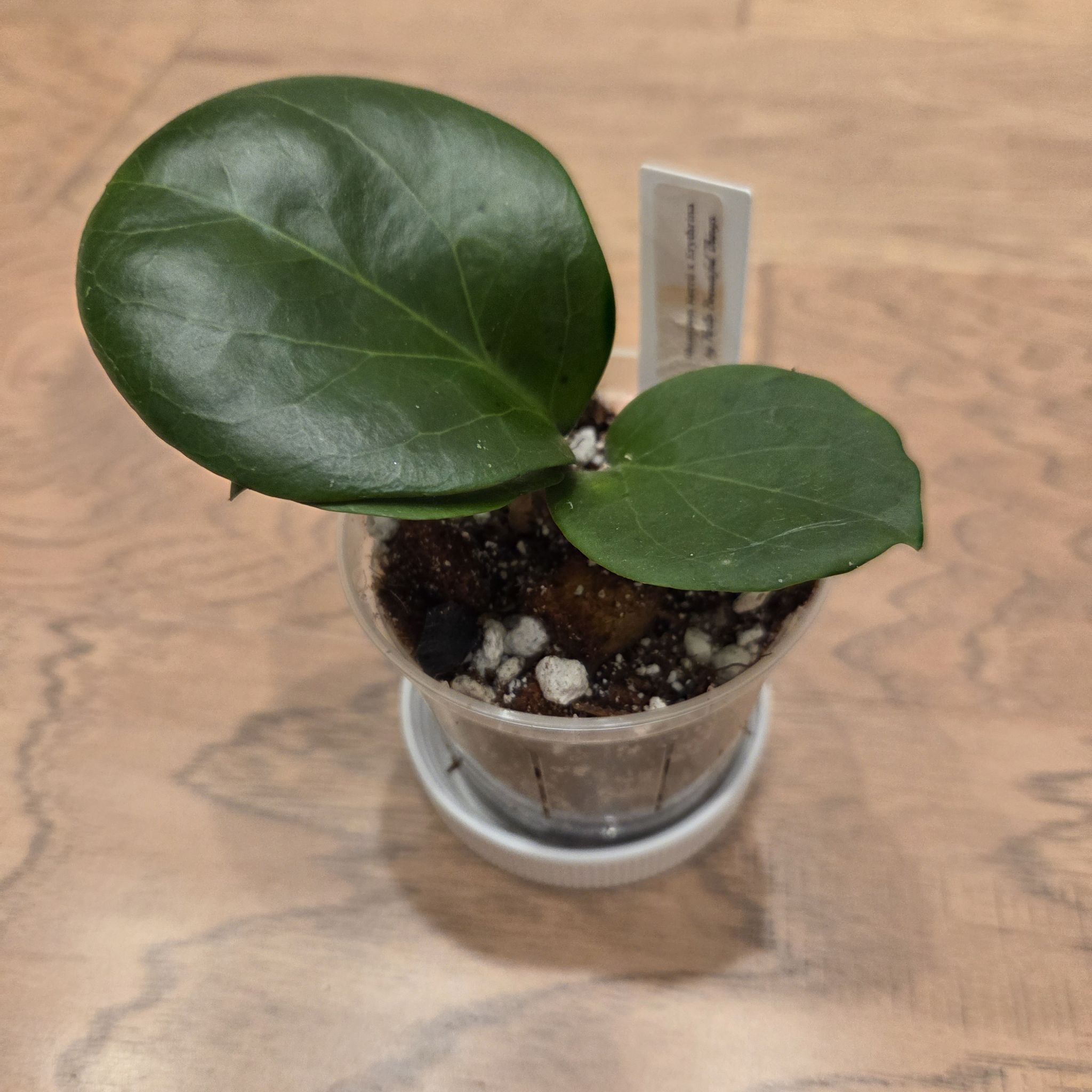 Photo of the plant species Hoya 'Rhiannon' by @SuppleMoonglow named Rhiannon on Greg, the plant care app