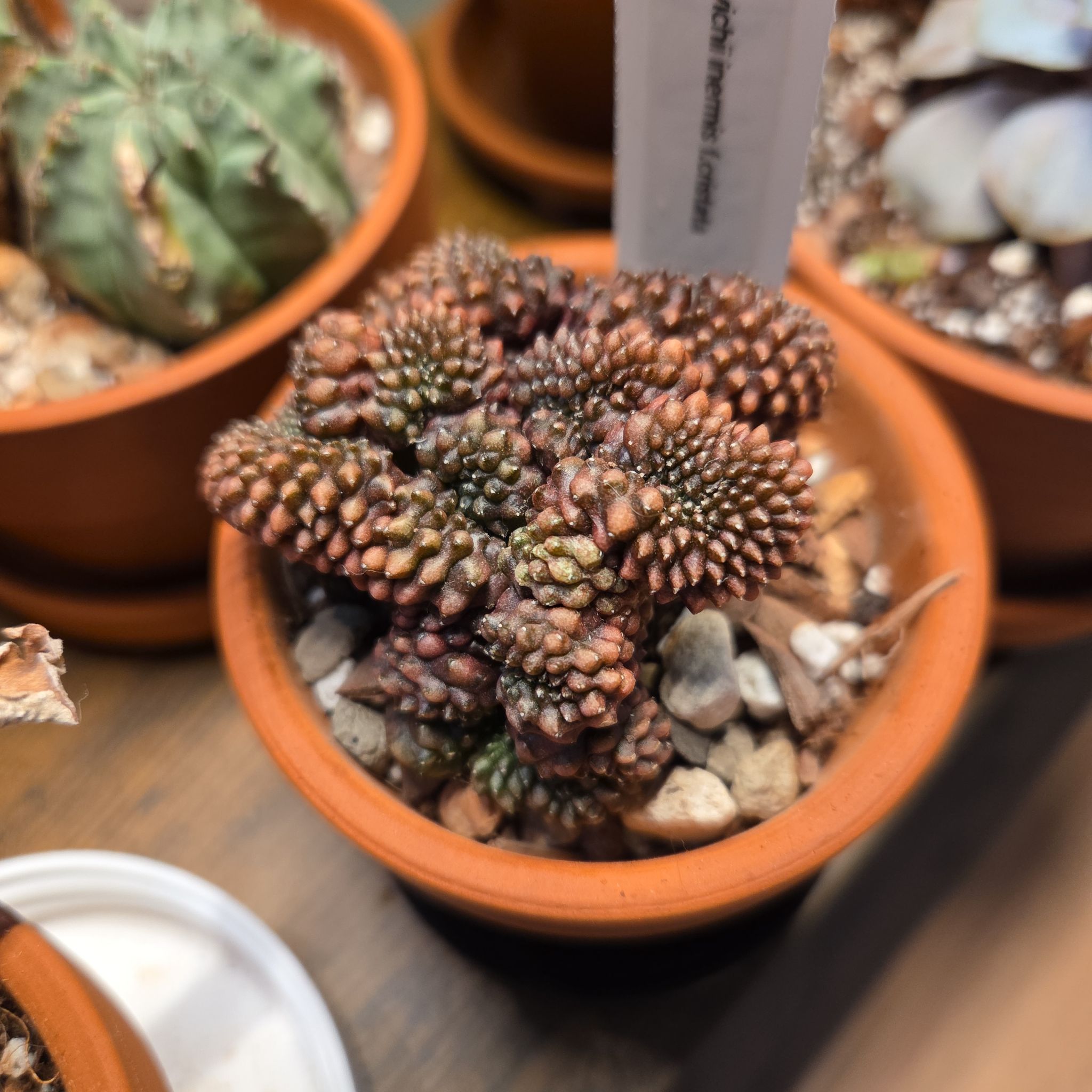 Photo of the plant species Gymnocalycium mihanovichii f. monstrose by @SuppleMoonglow named Drago - gymno mihanovichii inermis f. Cristata on Greg, the plant care app