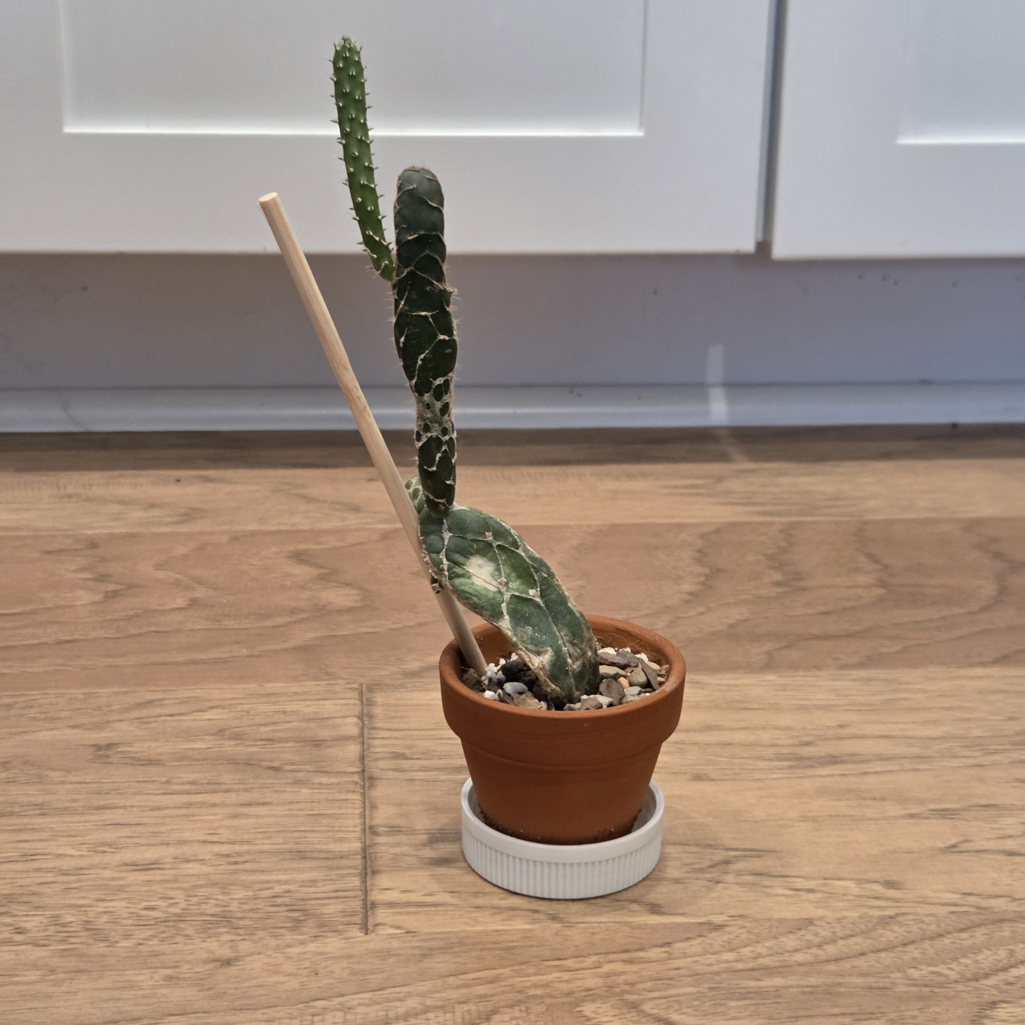 Photo of the plant species Cobra Cactus by @SuppleMoonglow named Nagaina on Greg, the plant care app