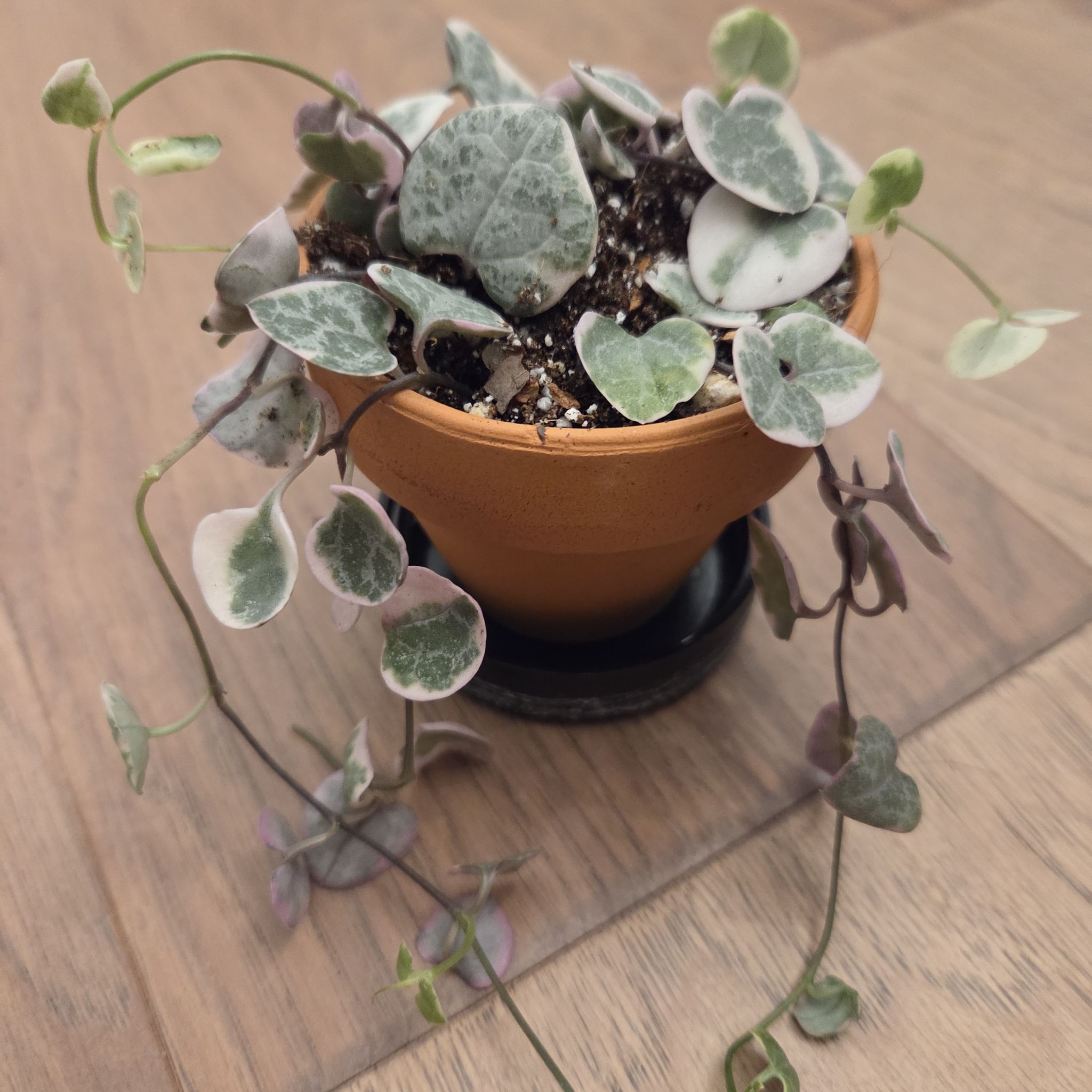 Photo of the plant species String of Hearts, varigated by @SuppleMoonglow named Jacheongbi - Korean goddess of love on Greg, the plant care app
