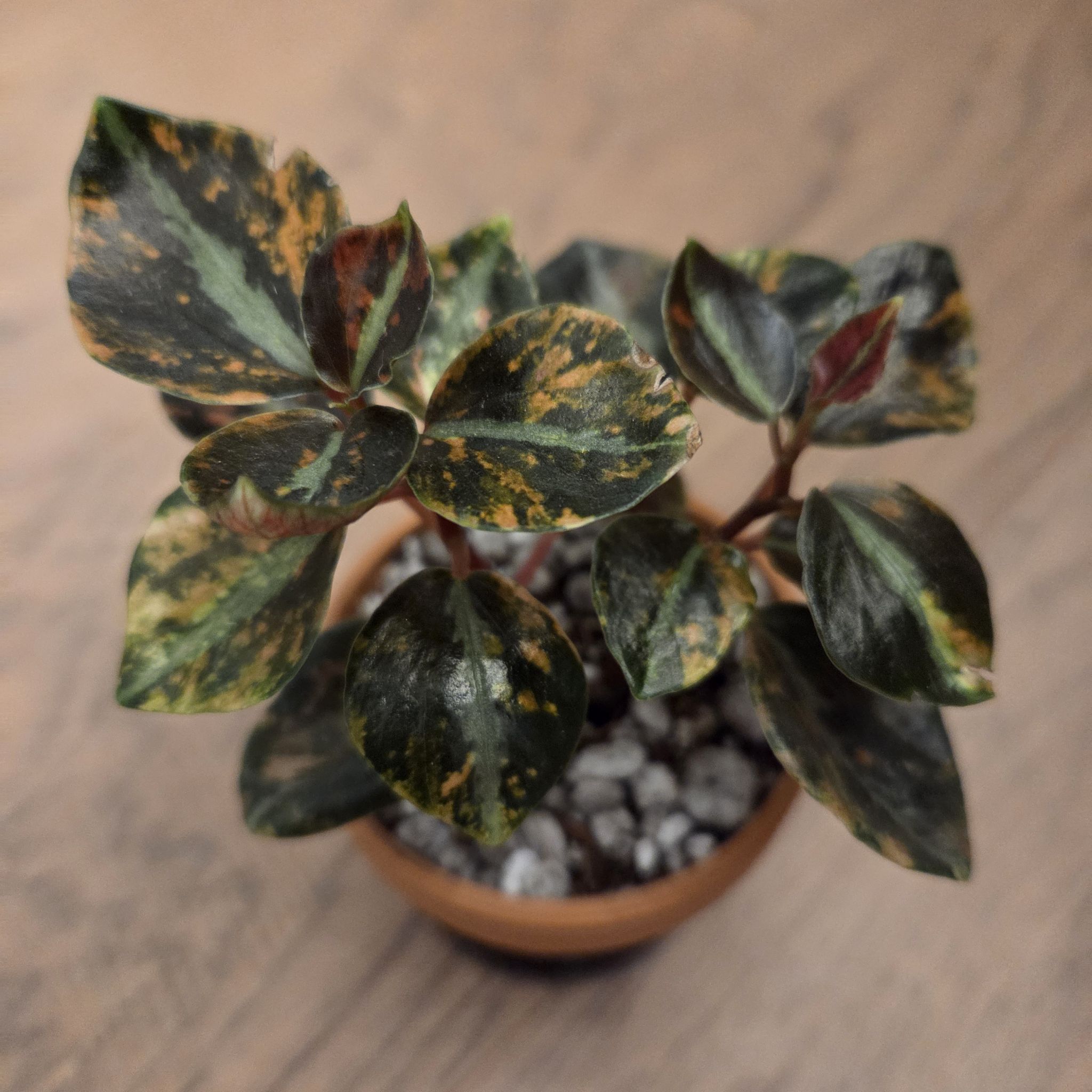 Photo of the plant species Peperomia caperata 'Creme Brulee' by @SuppleMoonglow named Crema on Greg, the plant care app