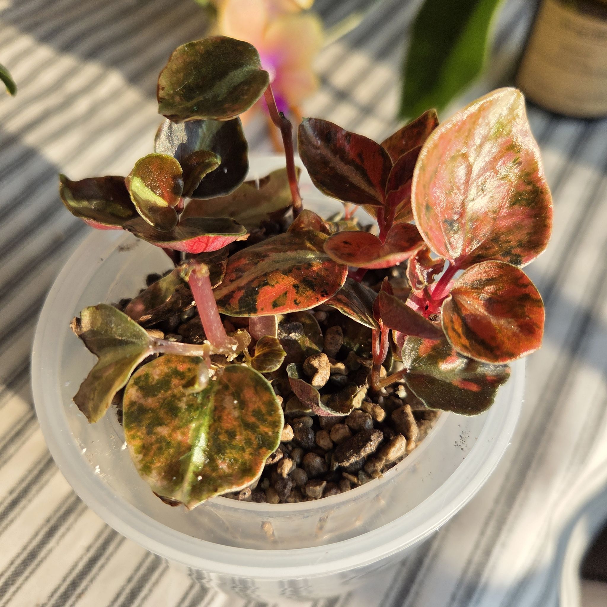 Photo of the plant species Peperomia caperata 'Creme Brulee' by @SuppleMoonglow named Crema on Greg, the plant care app