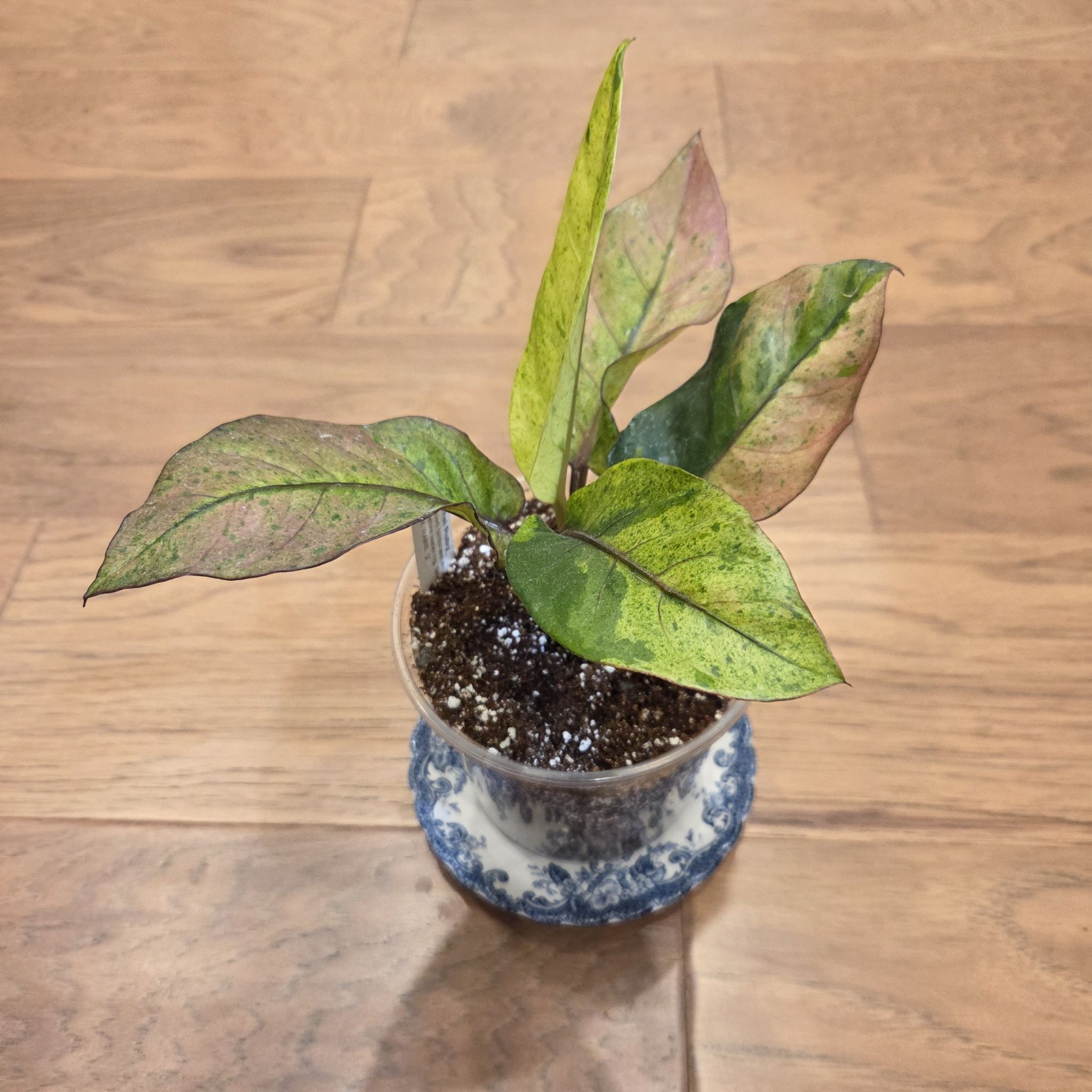 Photo of the plant species Bird's nest anthurium by @SuppleMoonglow named Thai Ruby - A. Variegated Birdsnest on Greg, the plant care app