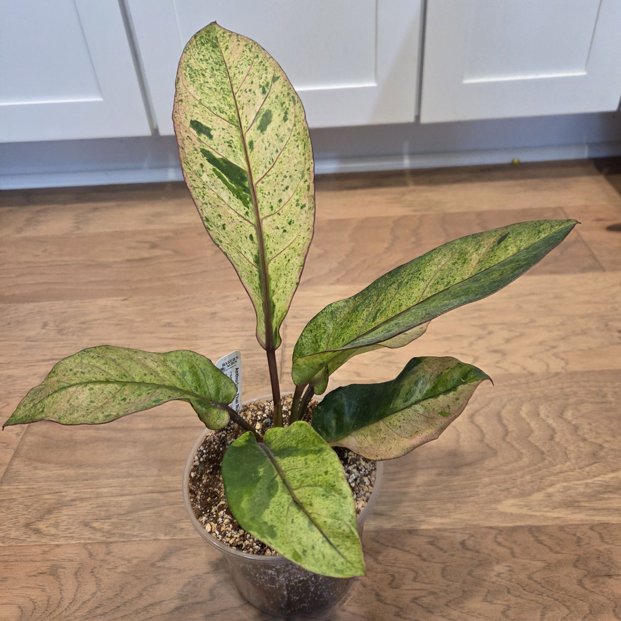 Photo of the plant species Bird's nest anthurium by @SuppleMoonglow named Thai Ruby - A. Variegated Birdsnest on Greg, the plant care app