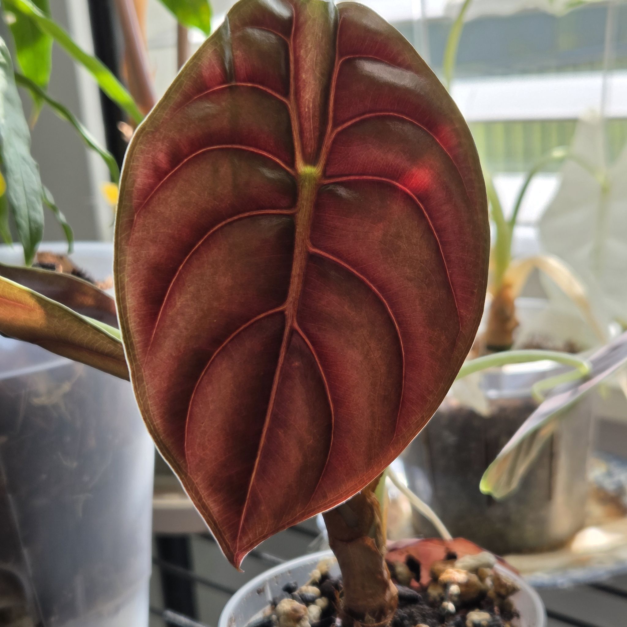 Photo of the plant species Alocasia Red Cuprea by @SuppleMoonglow named Cuprea on Greg, the plant care app