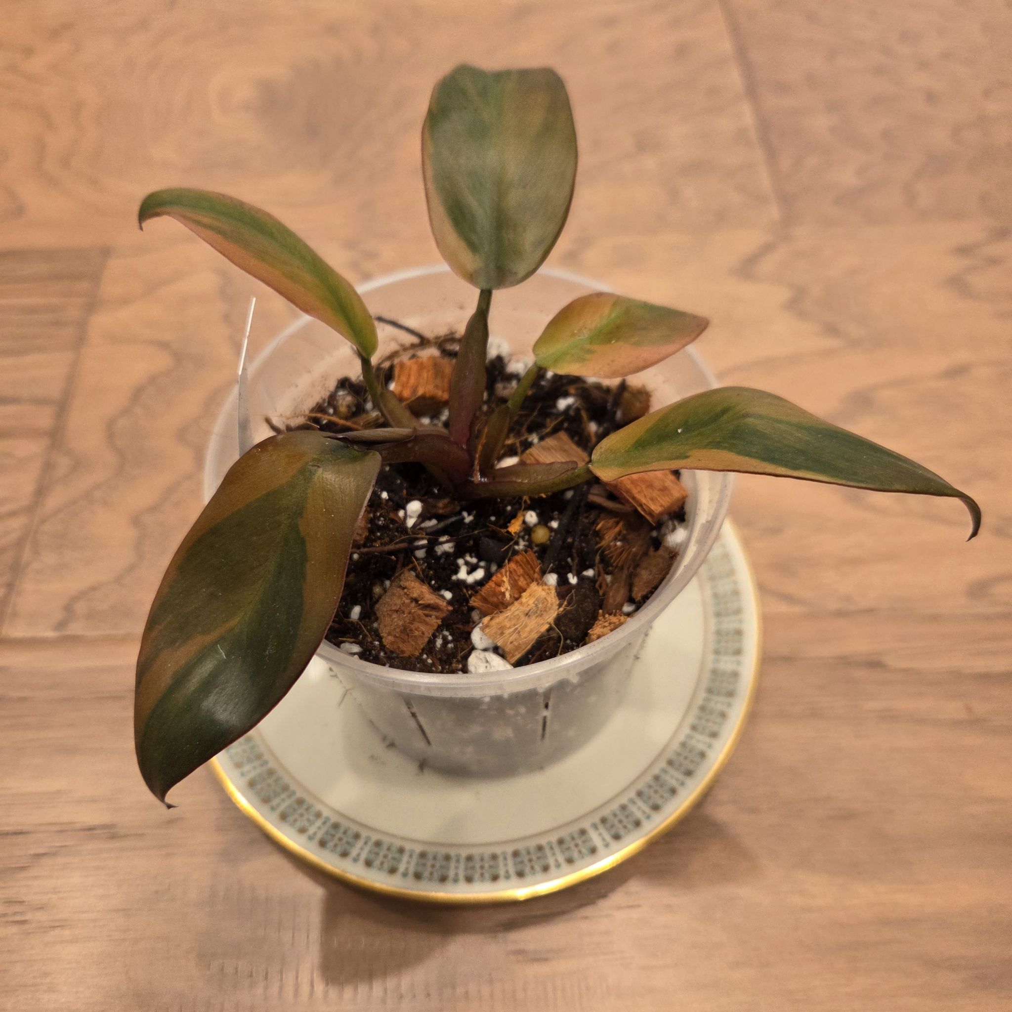 Photo of the plant species Philodendron 'Black Cardinal' Variegated by @SuppleMoonglow named Lamar on Greg, the plant care app