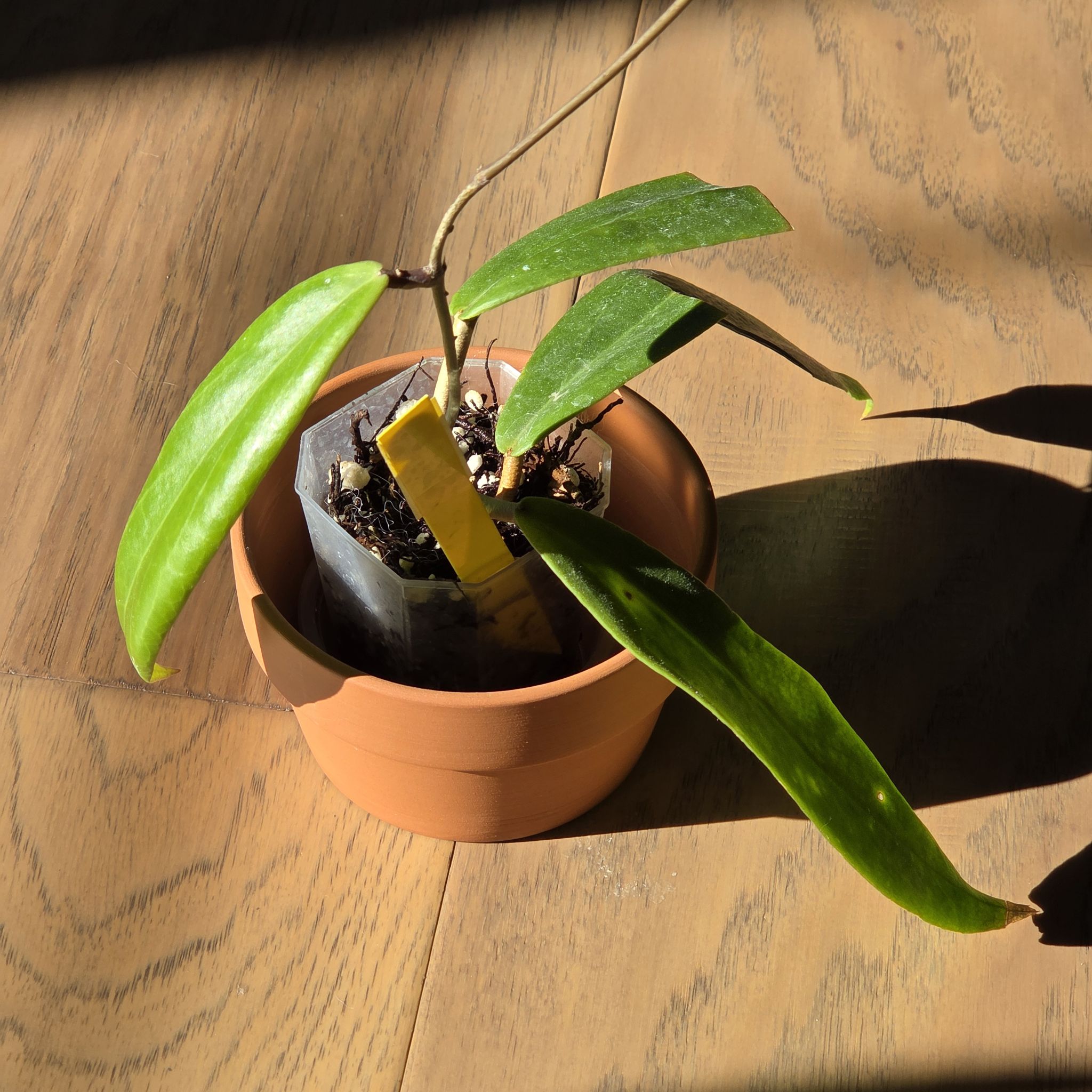 Photo of the plant species Hoya ilagiorum by @SuppleMoonglow named Isla on Greg, the plant care app