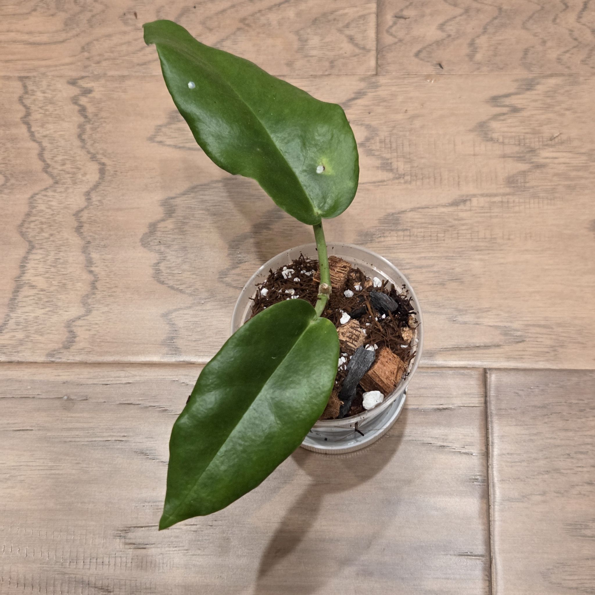 Photo of the plant species Hoya Kaimuki by @SuppleMoonglow named Kaimuki on Greg, the plant care app