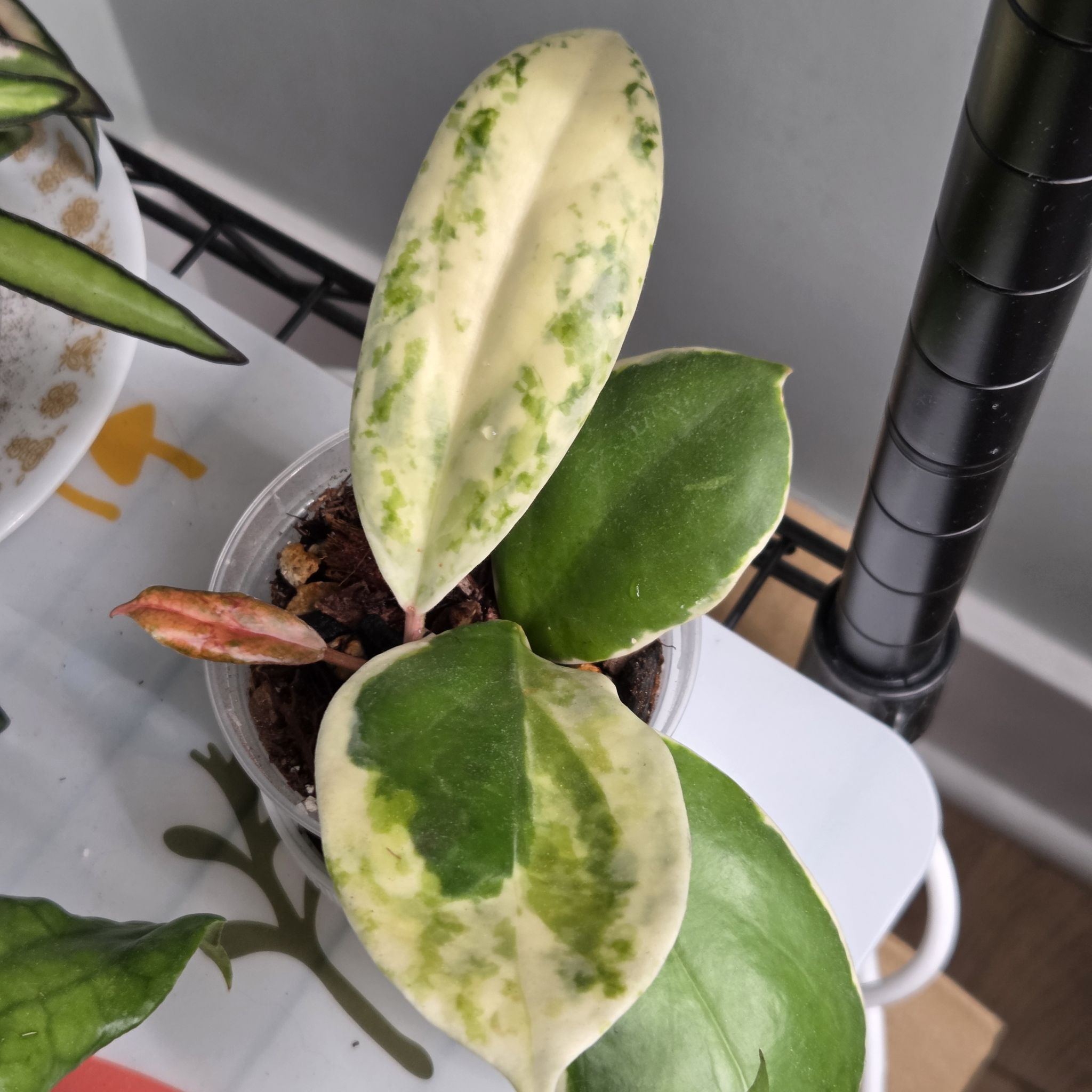 Photo of the plant species Hoya incrassata 'Albomarginata' by @SuppleMoonglow named Incrassata on Greg, the plant care app
