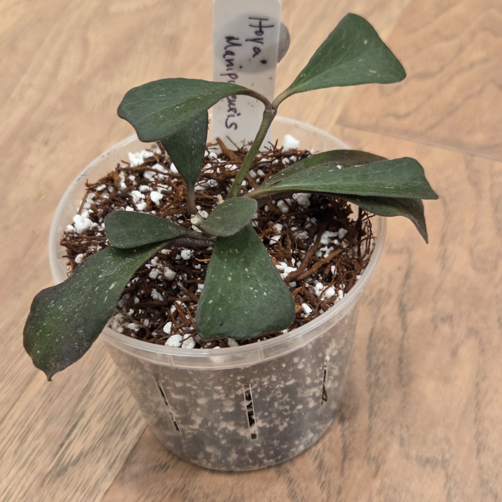Photo of the plant species Hoya Manipurensis by @SuppleMoonglow named Manny on Greg, the plant care app