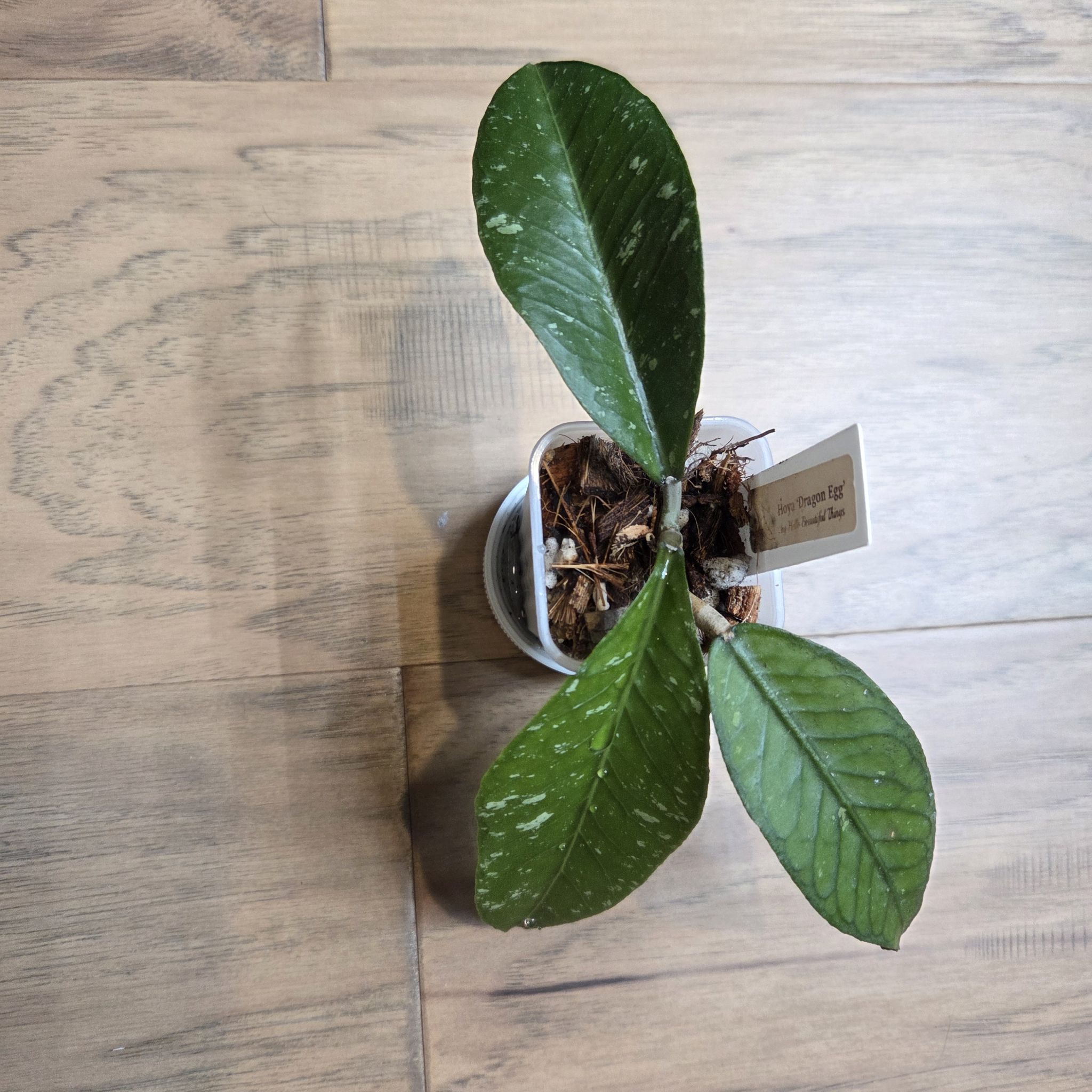 Photo of the plant species Hoya sp. Aceh 'Dragon Egg'\ by @SuppleMoonglow named Smaug on Greg, the plant care app