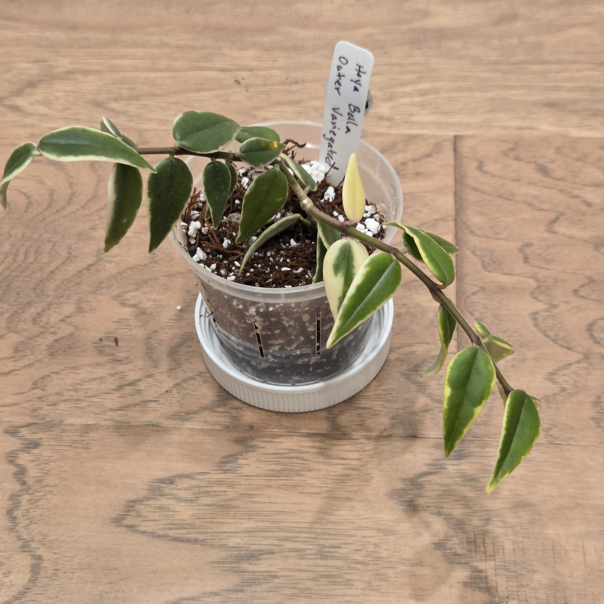 Photo of the plant species Hoya bella albomarginata by @SuppleMoonglow named Bella on Greg, the plant care app
