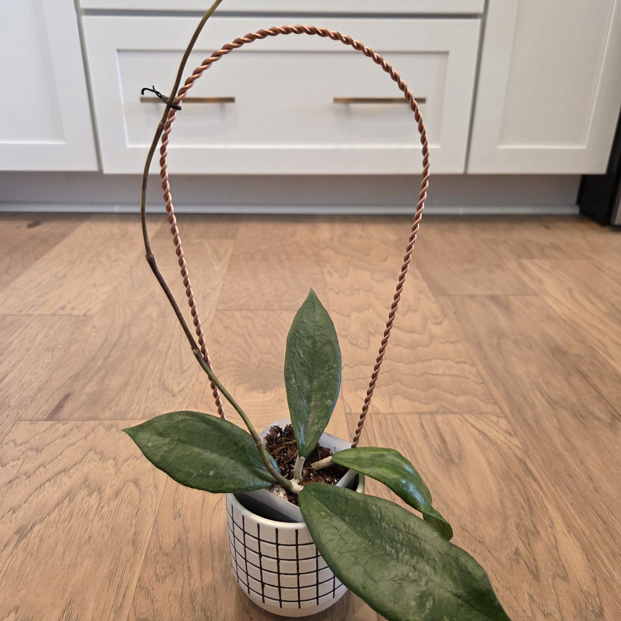 Photo of the plant species Hoya Jennifer by @SuppleMoonglow named Jennifer on Greg, the plant care app