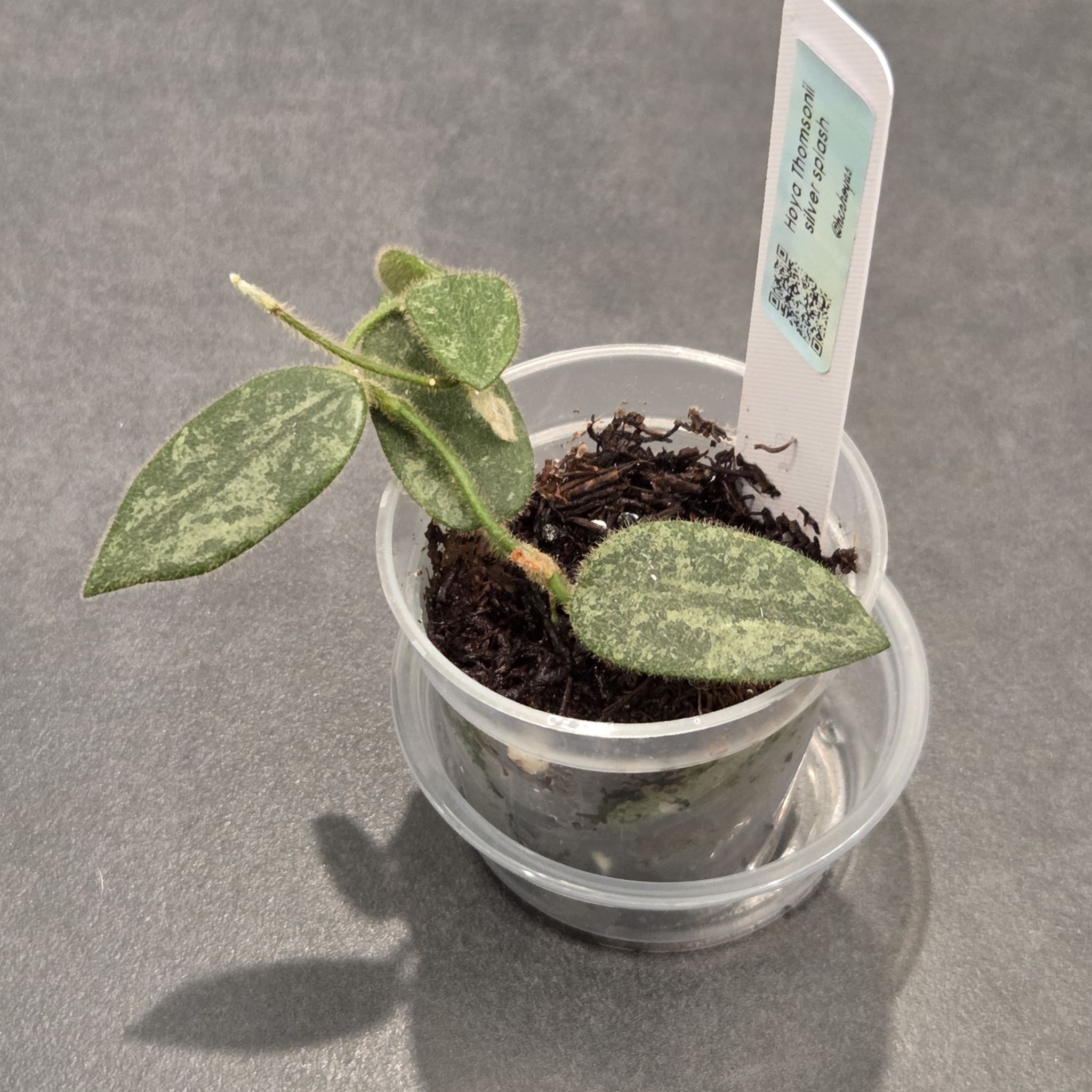 Photo of the plant species Hoya thomsonii by @SuppleMoonglow named Tommy on Greg, the plant care app