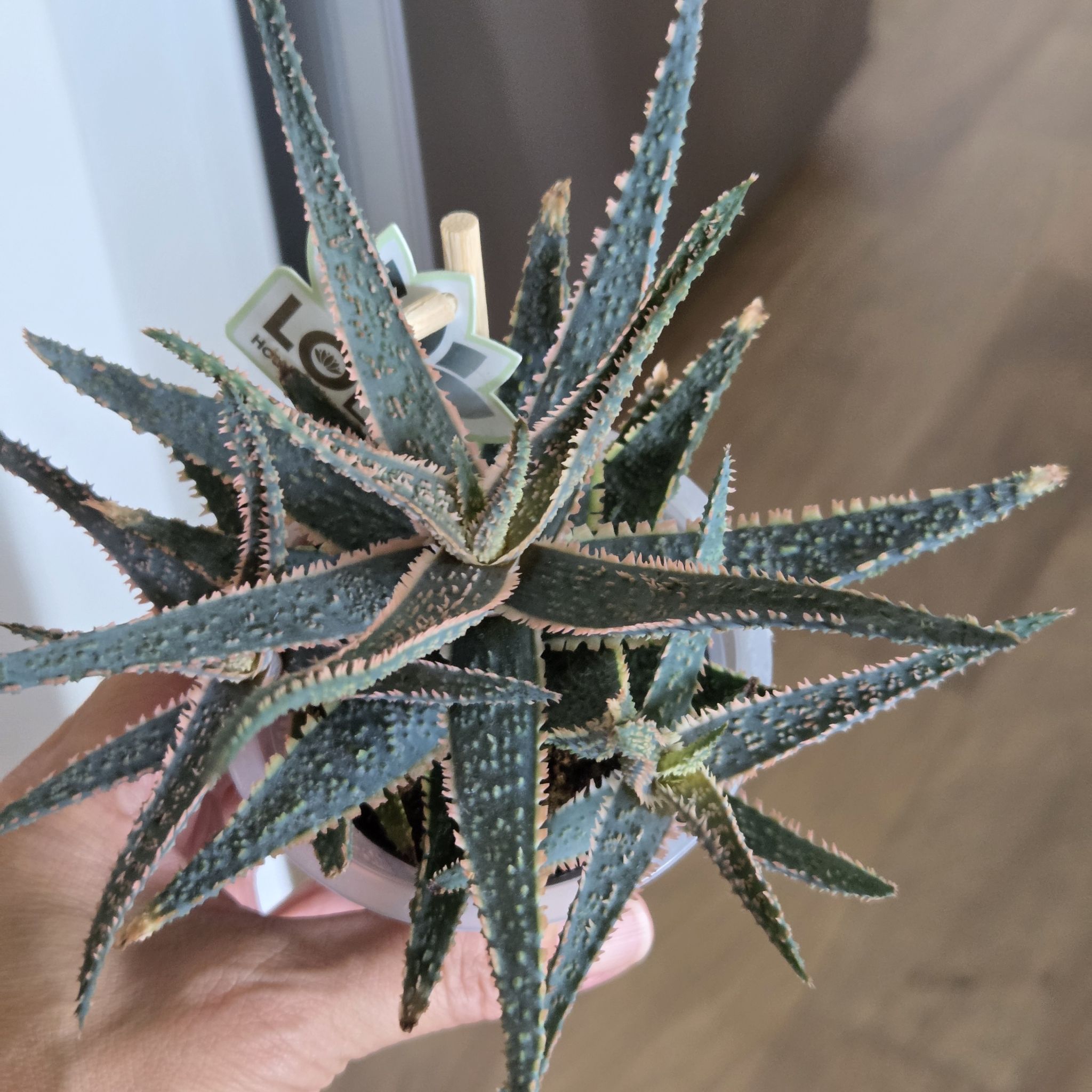 Photo of the plant species Aloe 'Purple Haze' by @SuppleMoonglow named Hendrix on Greg, the plant care app