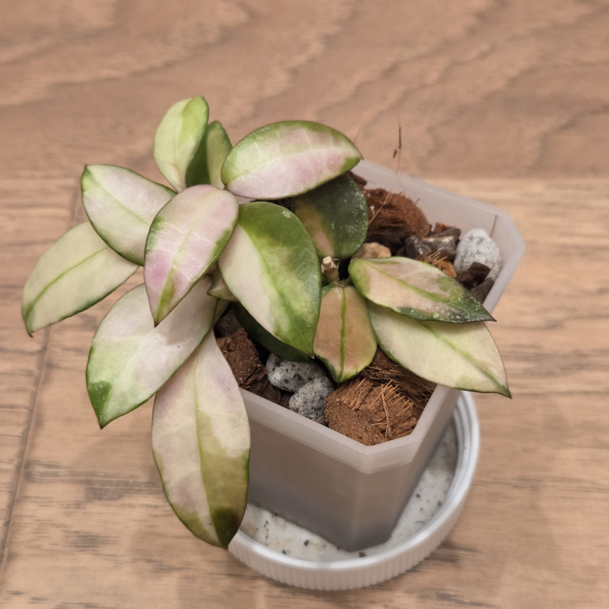 Photo of the plant species Hoya walliniana by @SuppleMoonglow named Wally - hoya walliniana variegated on Greg, the plant care app
