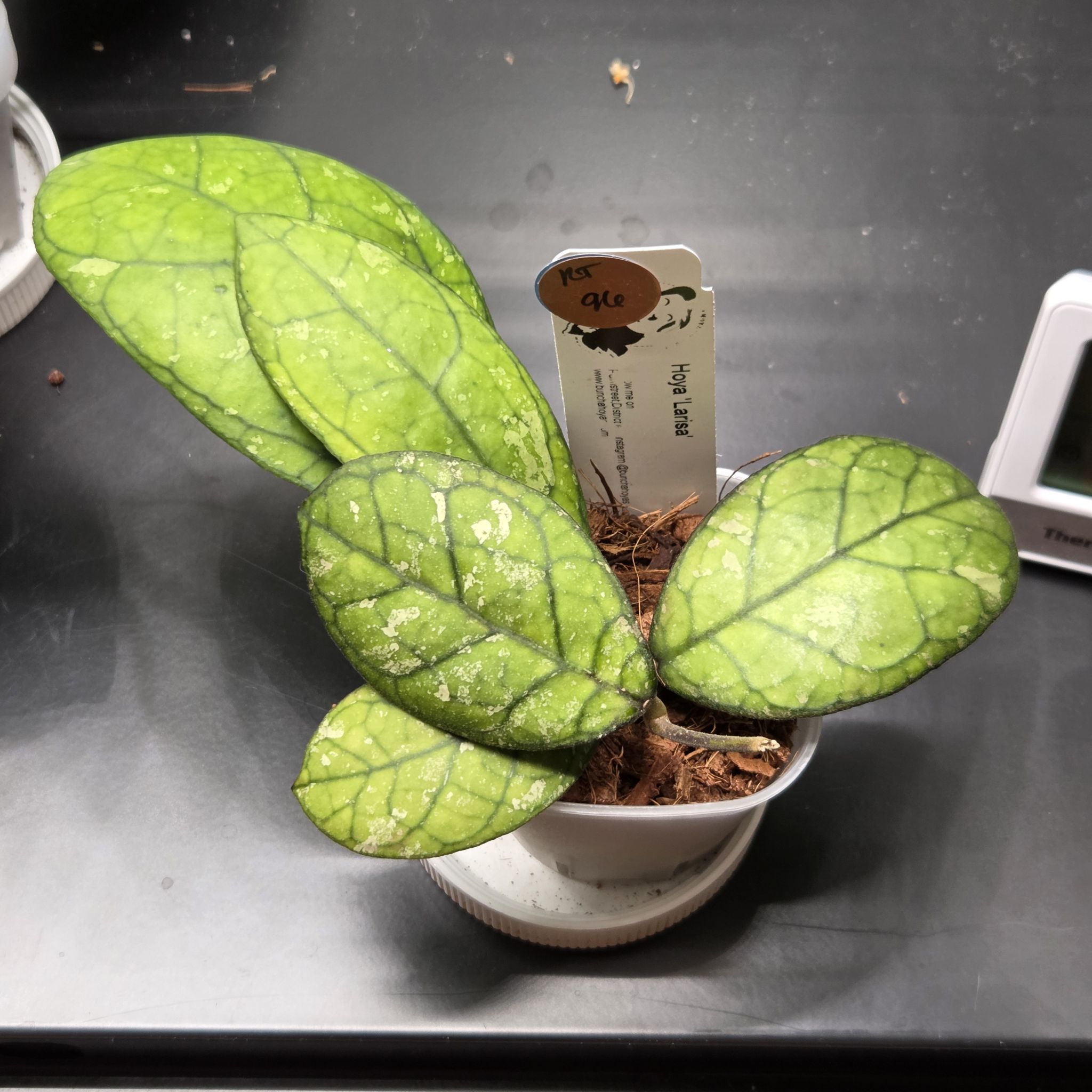 Photo of the plant species Hoya Larisa by @SuppleMoonglow named Larisa on Greg, the plant care app