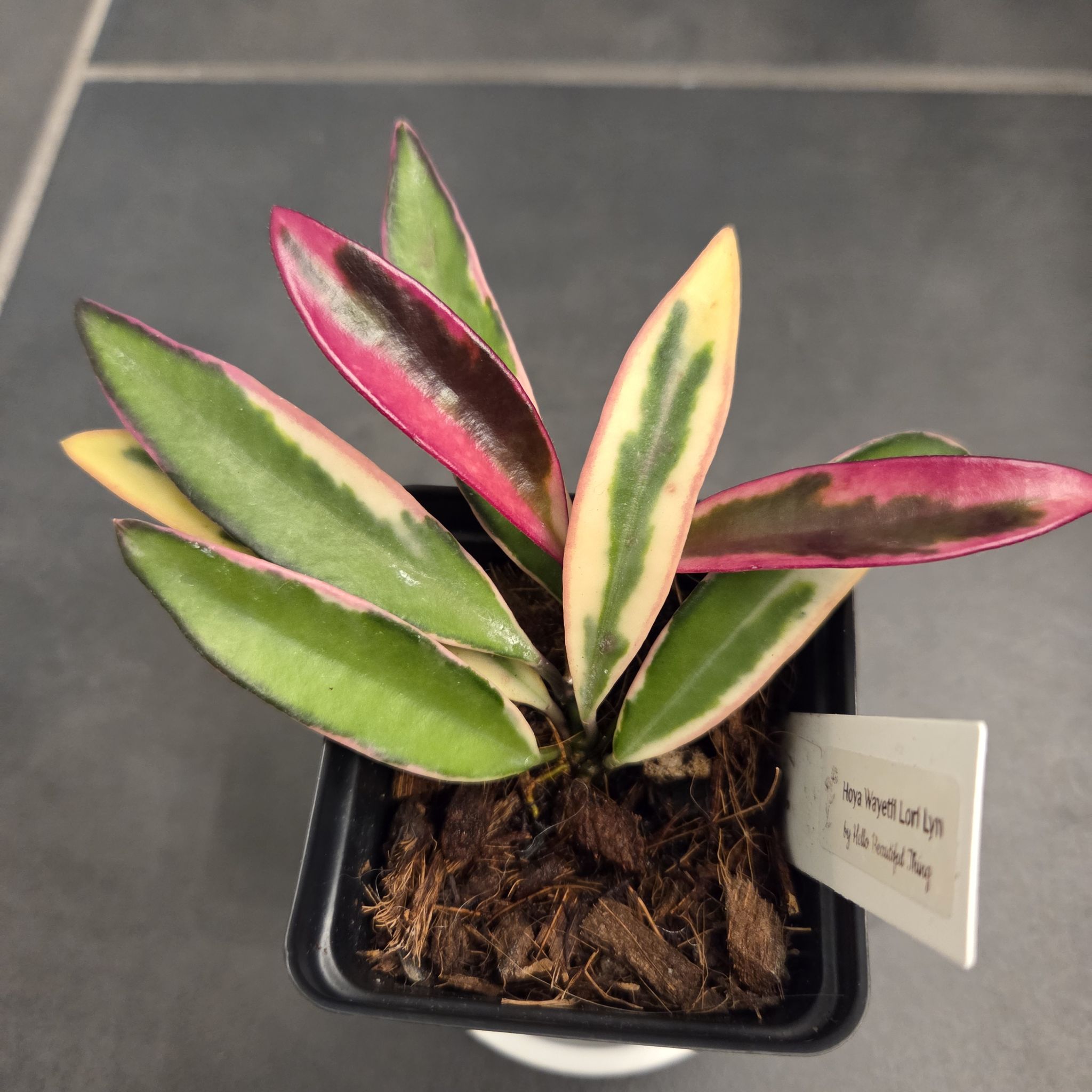 Photo of the plant species Hoya Lori Lyn by @SuppleMoonglow named Lori Lyn on Greg, the plant care app
